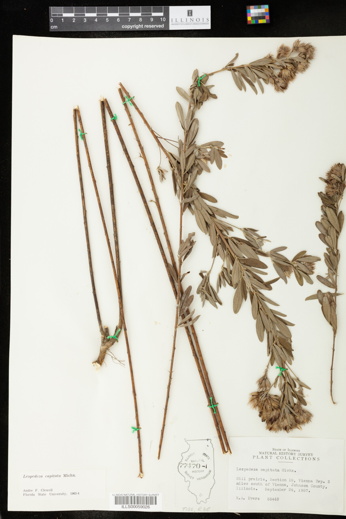 Lespedeza capitata image
