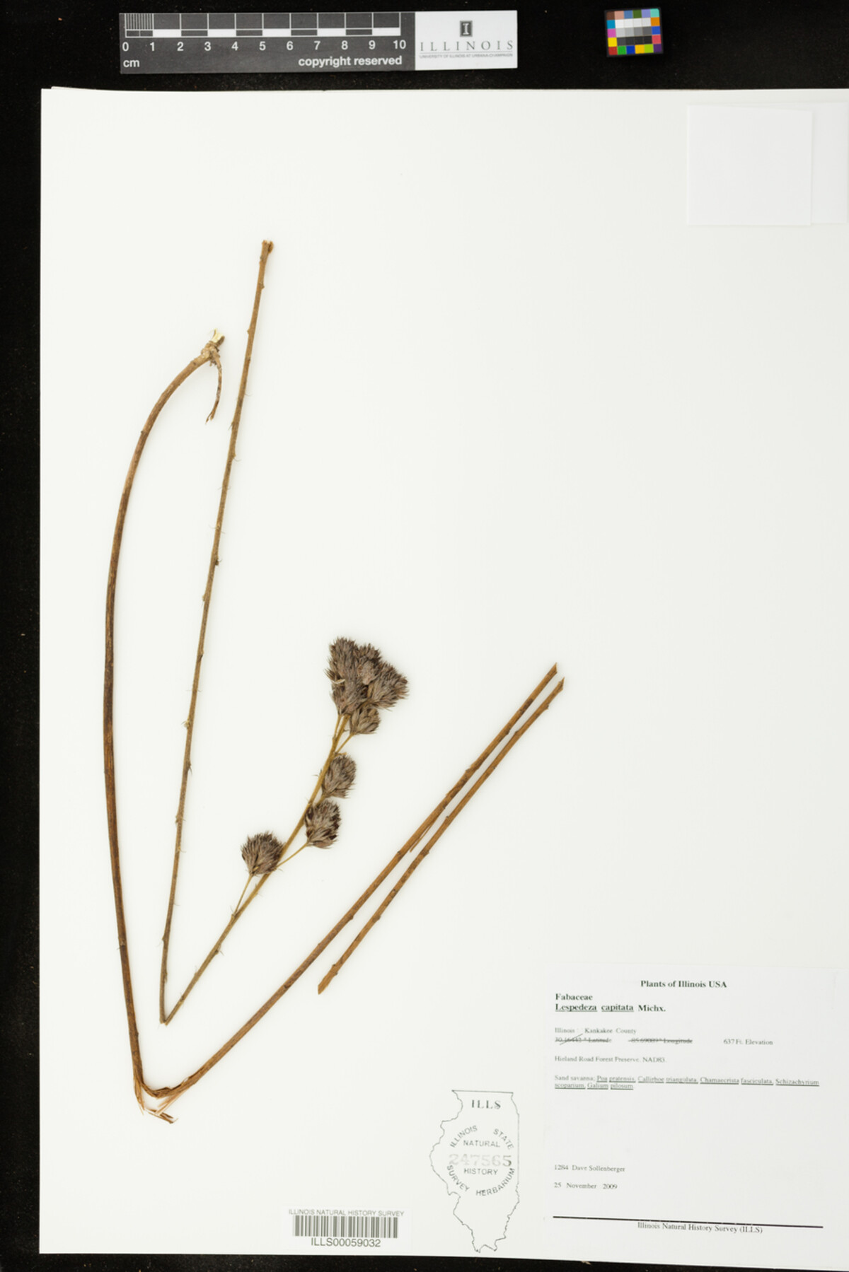 Lespedeza capitata image