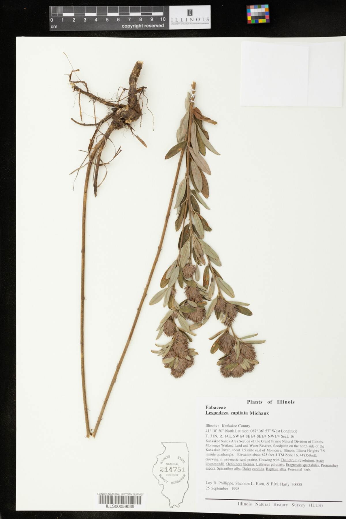 Lespedeza capitata image