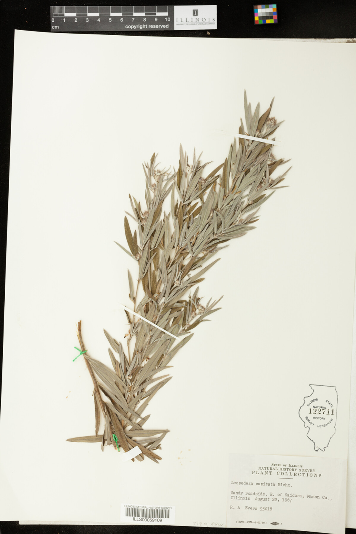 Lespedeza capitata image