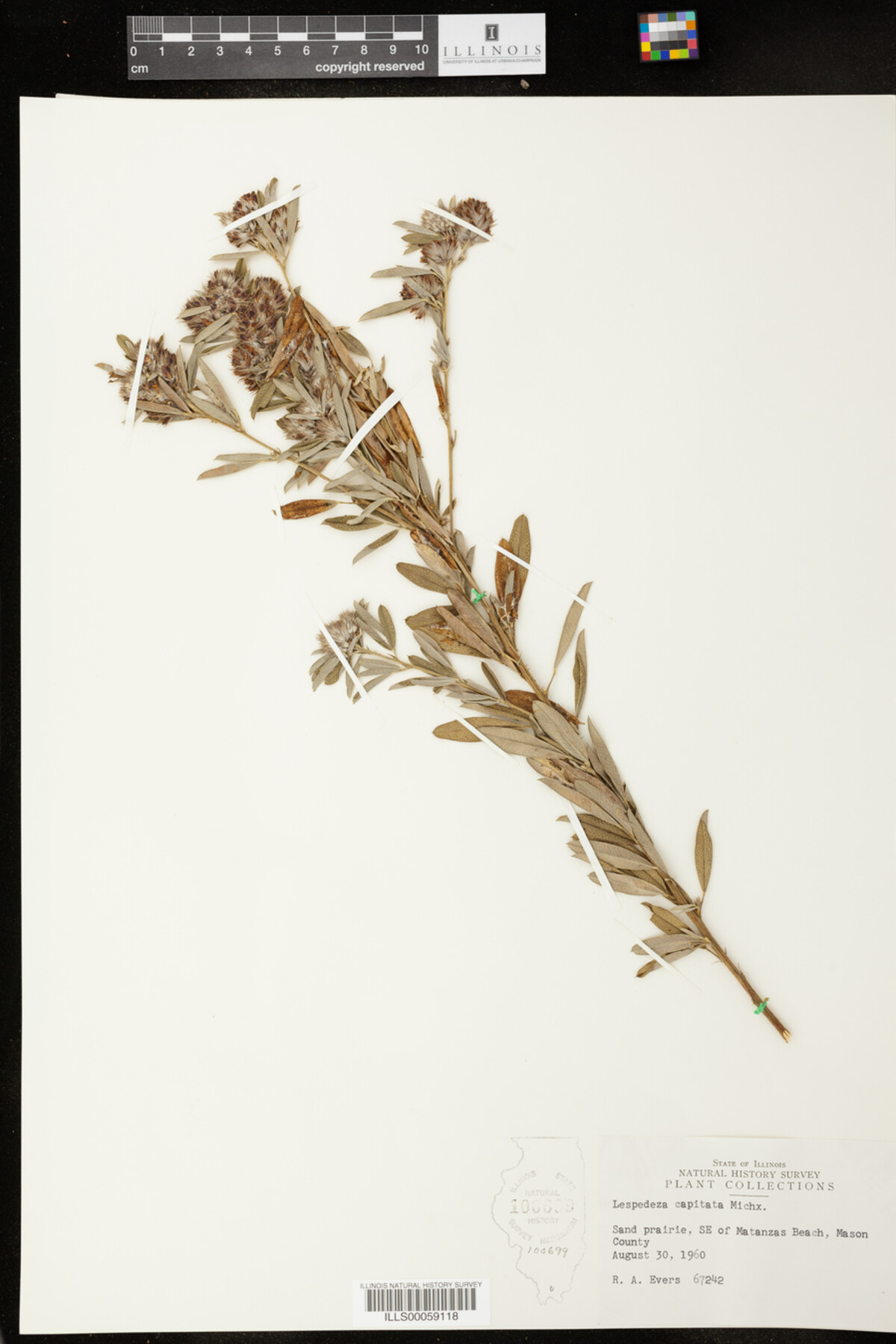 Lespedeza capitata image