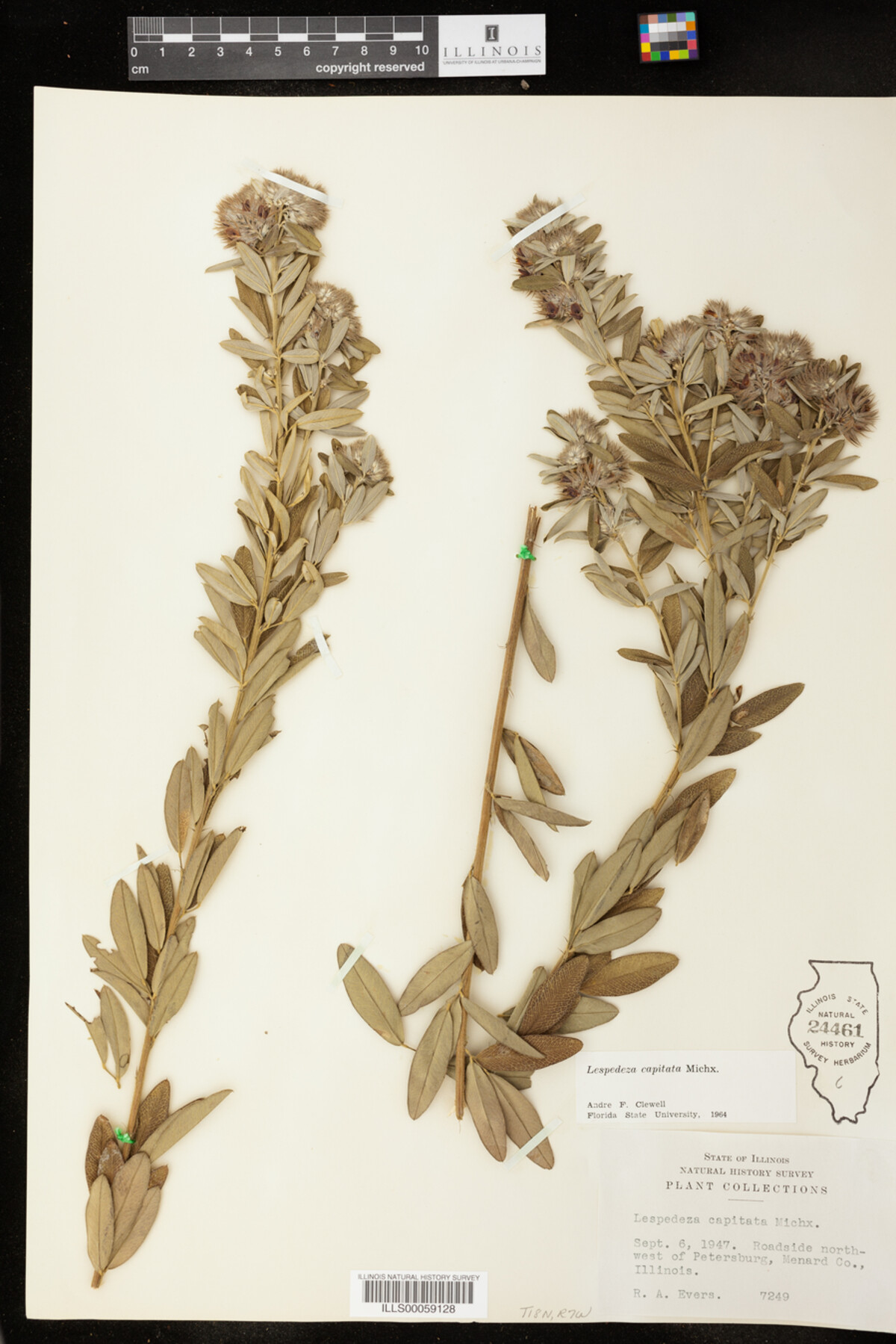 Lespedeza capitata image