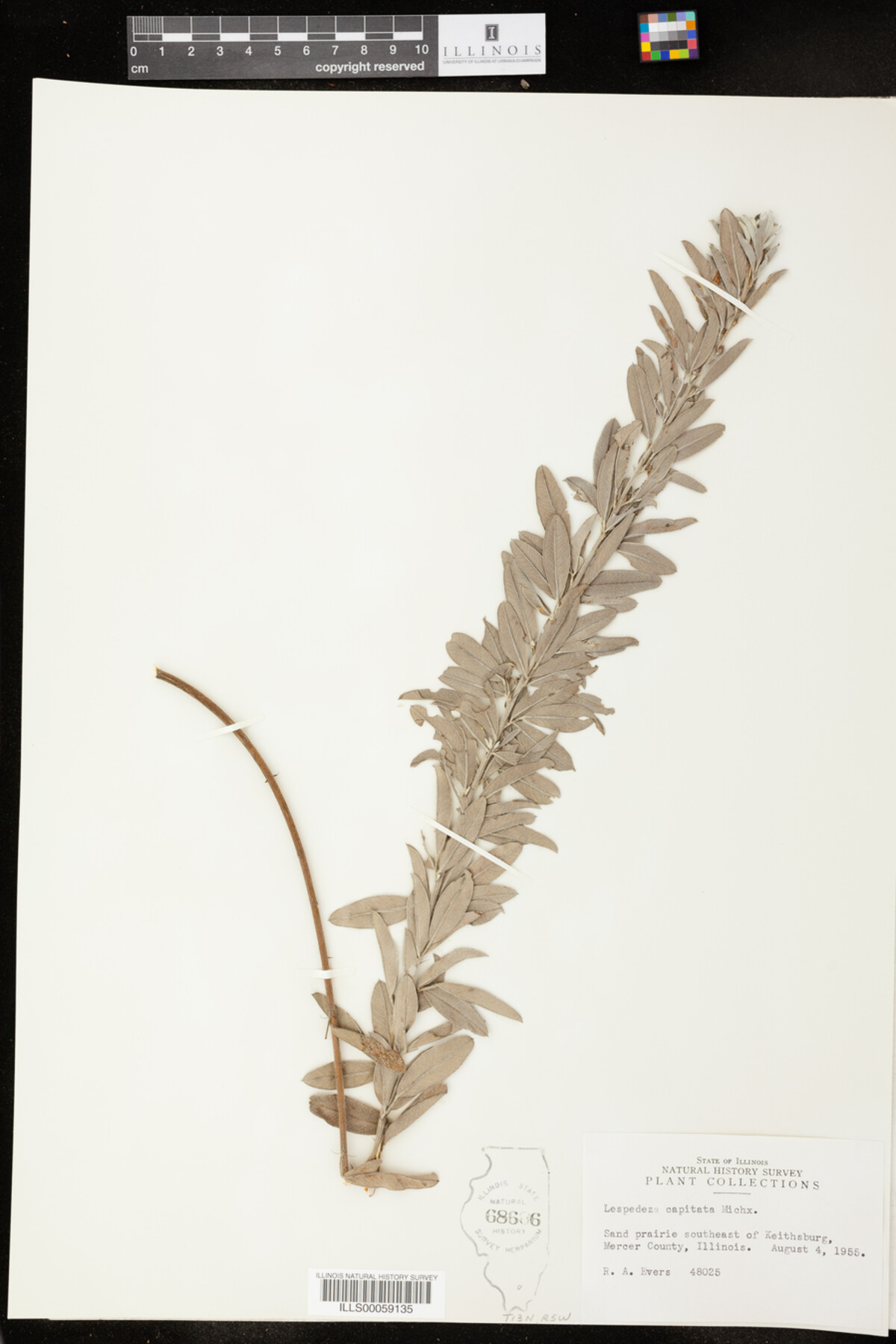 Lespedeza capitata image