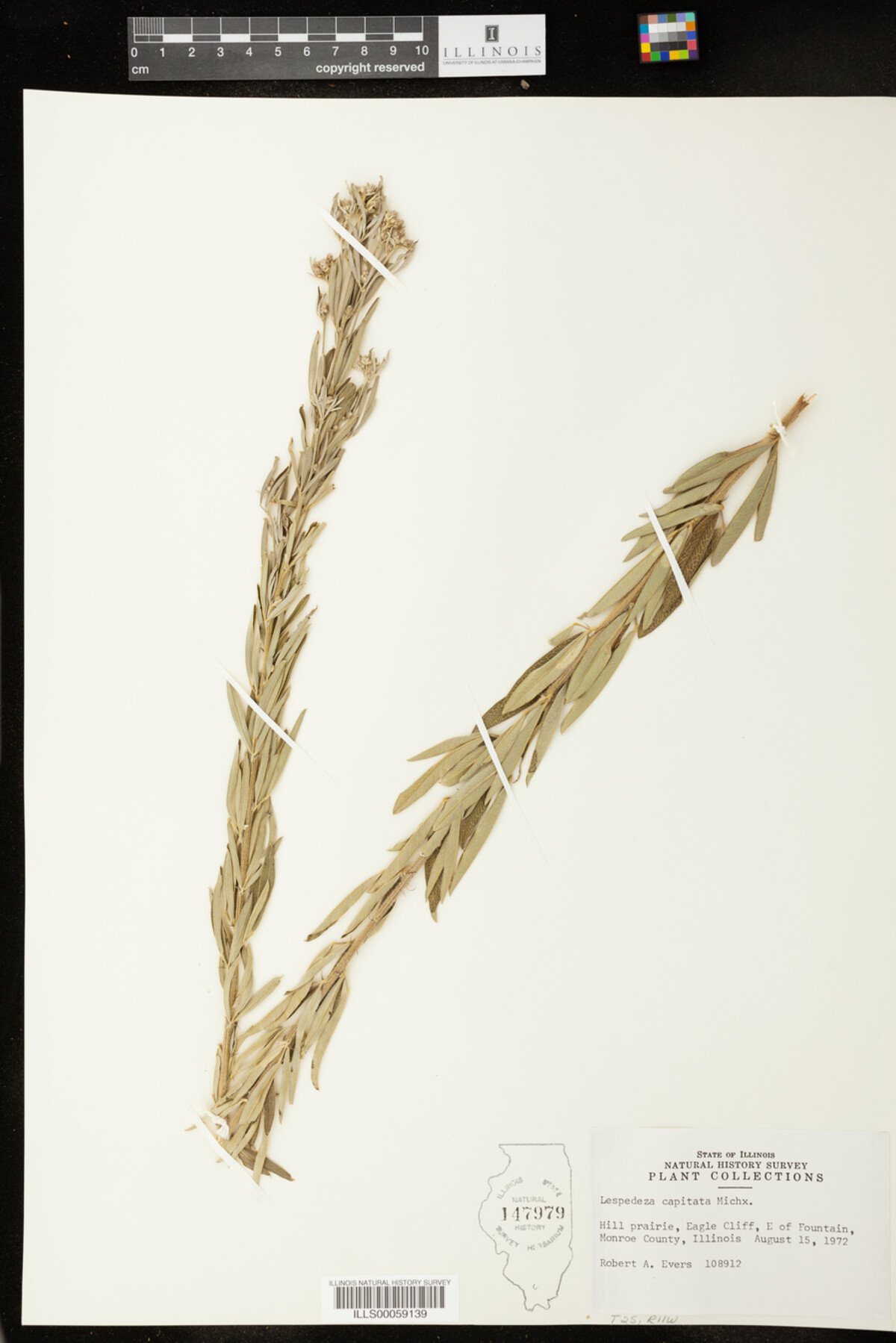 Lespedeza capitata image