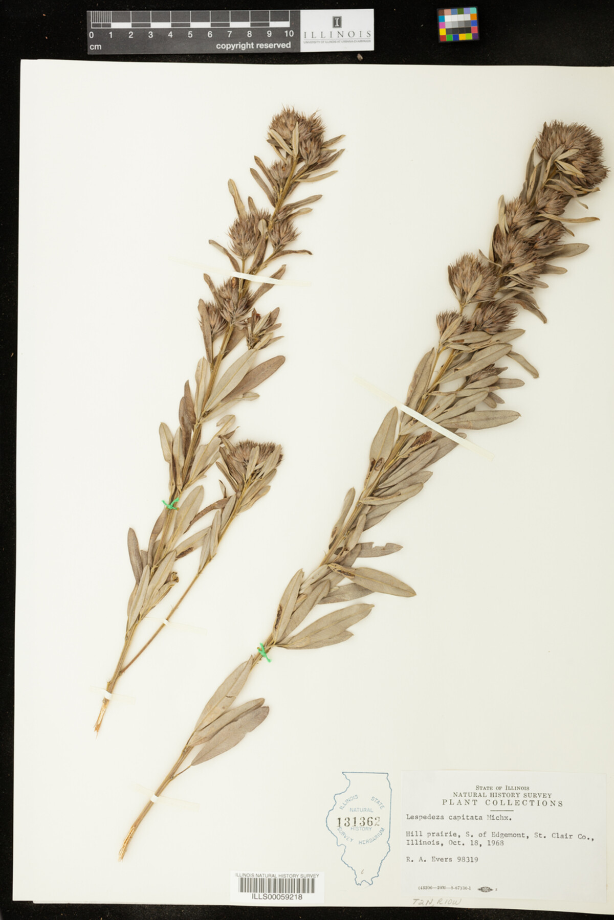 Lespedeza capitata image