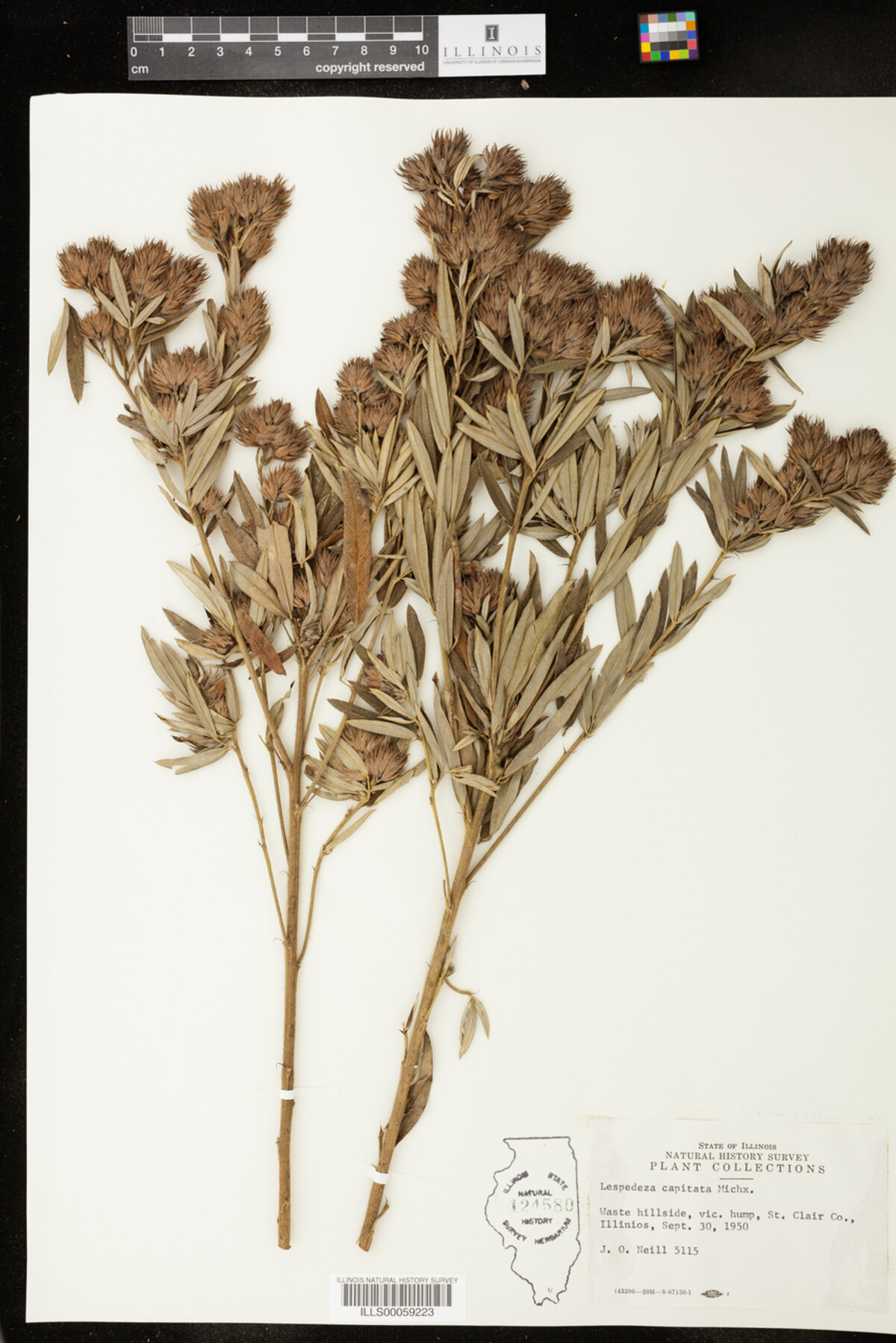 Lespedeza capitata image