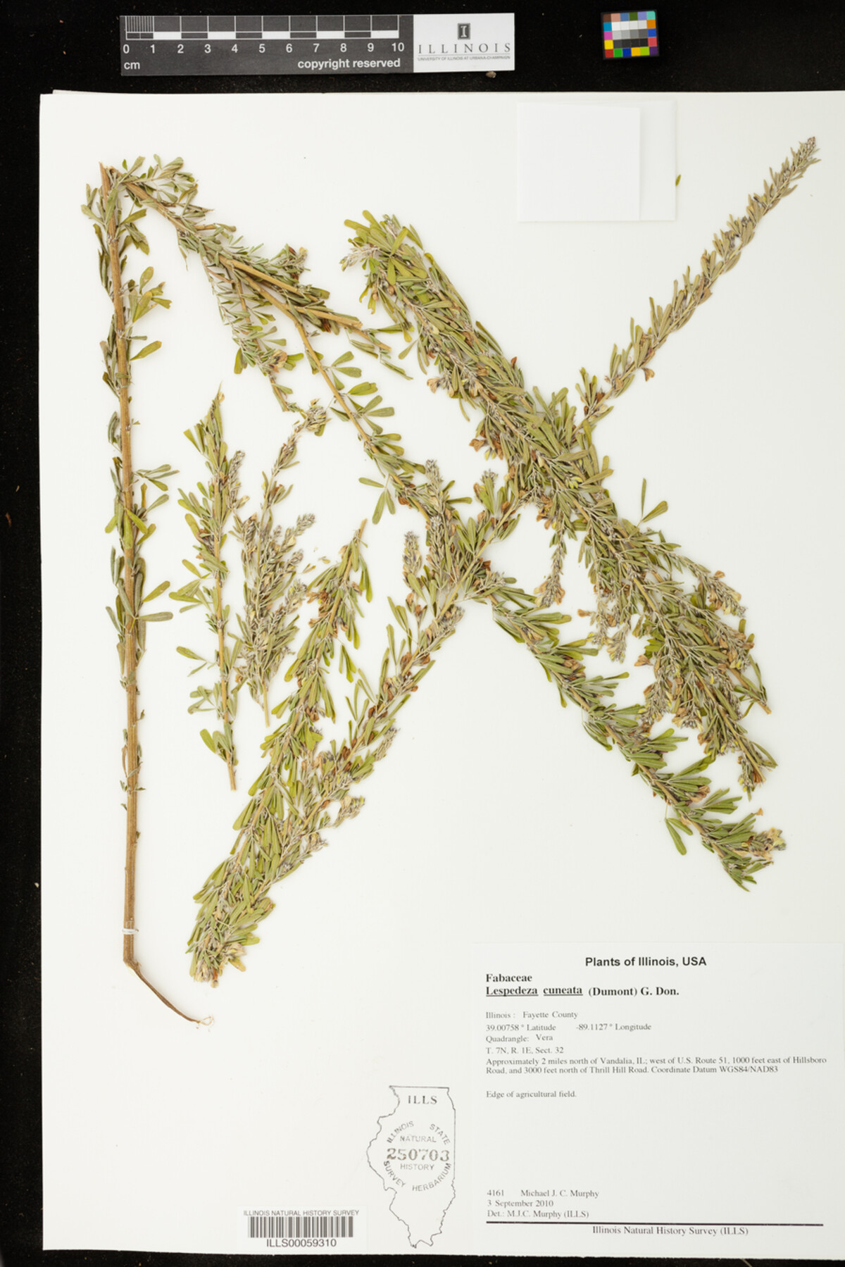 Lespedeza cuneata image