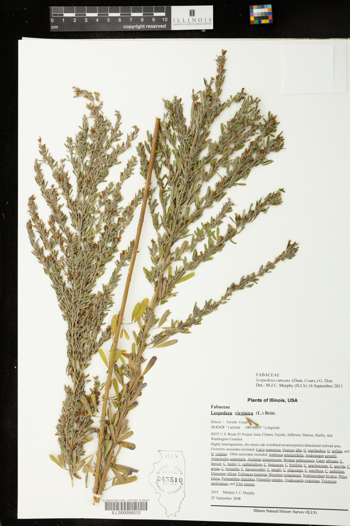 Lespedeza cuneata image
