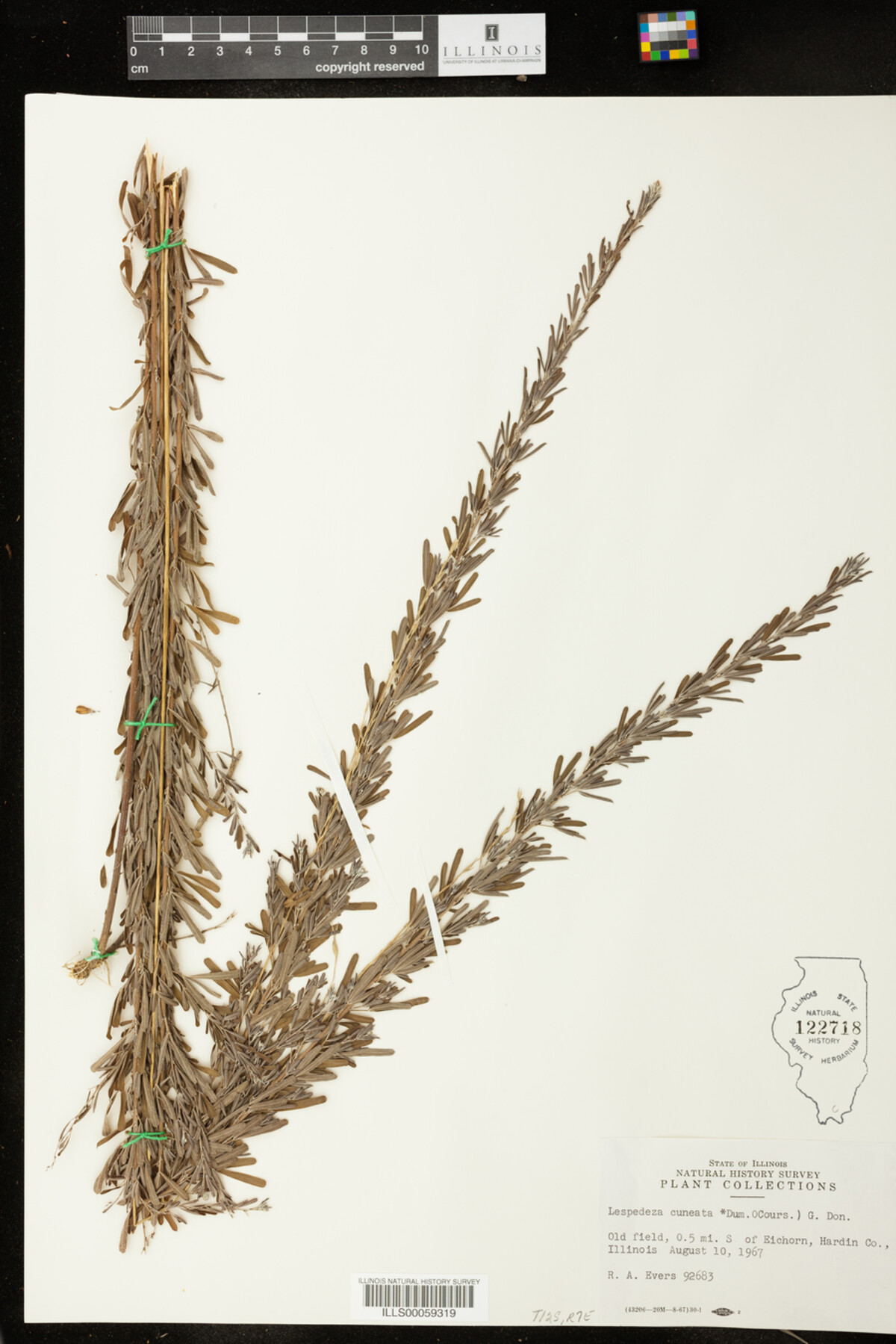 Lespedeza cuneata image