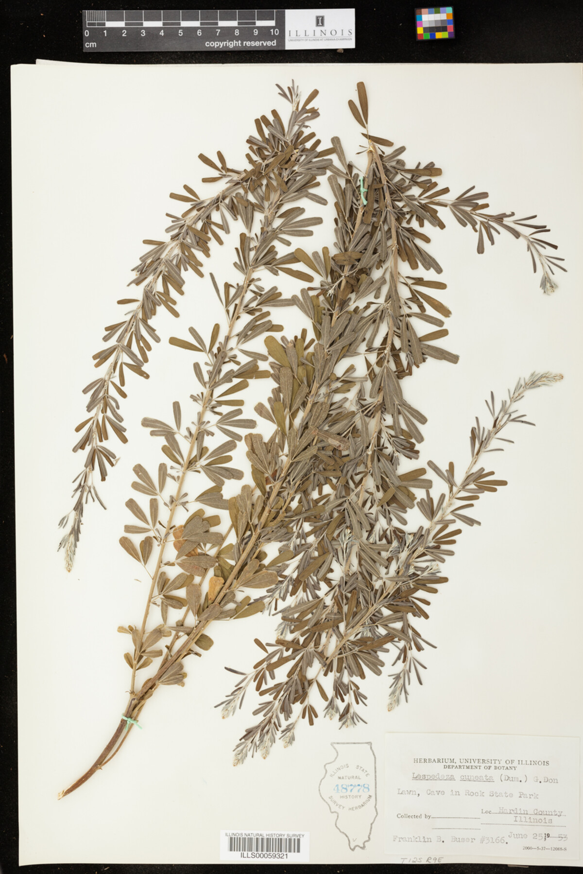 Lespedeza cuneata image