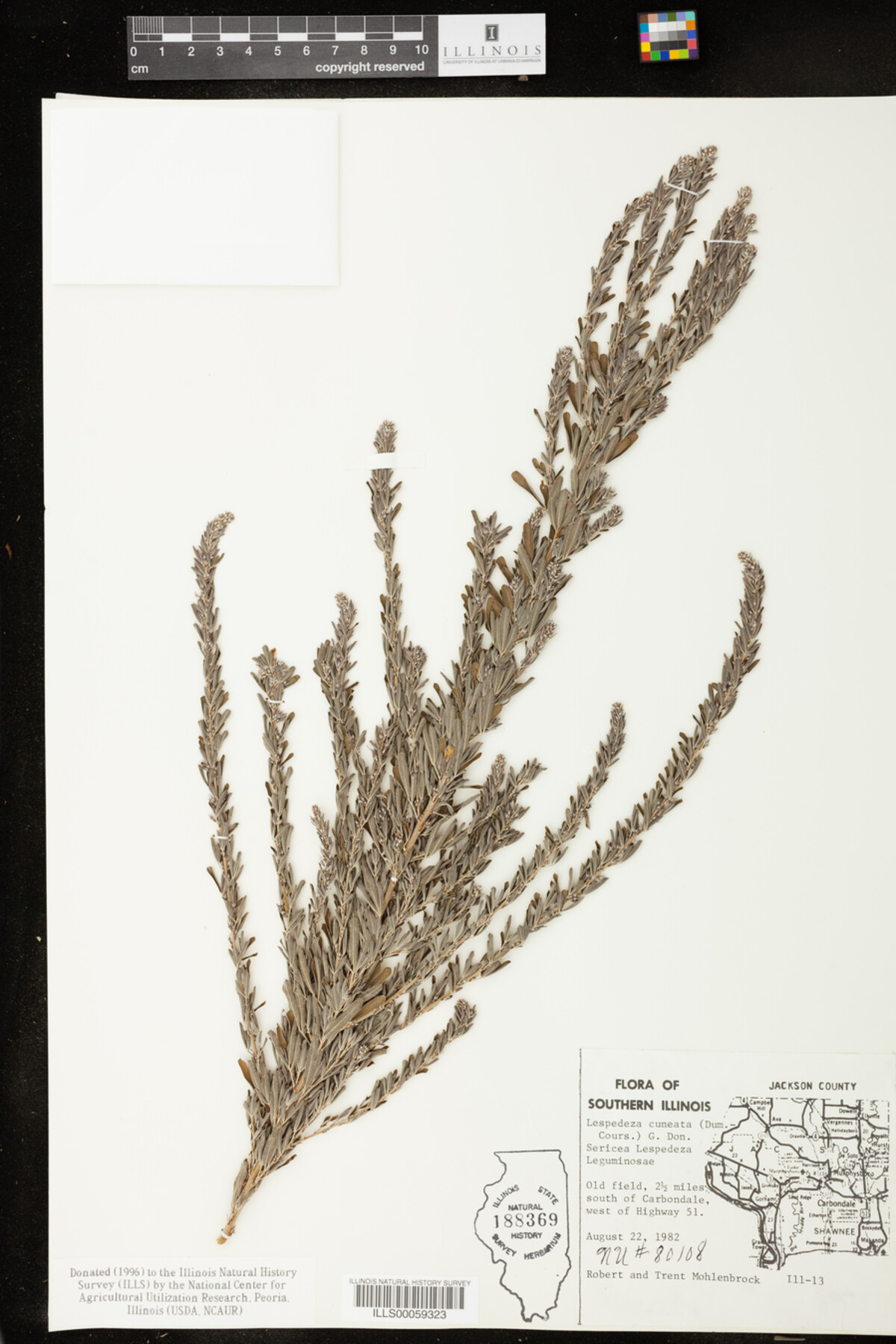 Lespedeza cuneata image