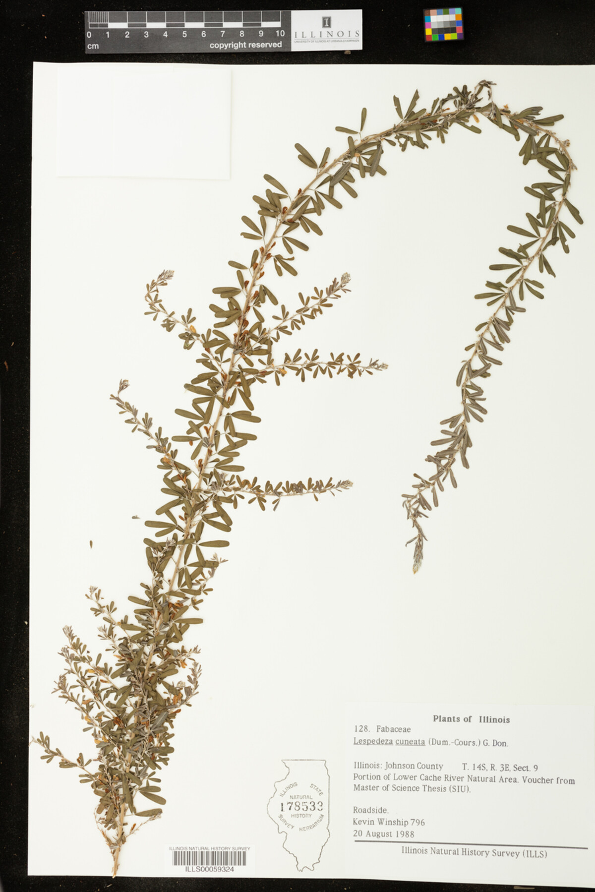 Lespedeza cuneata image