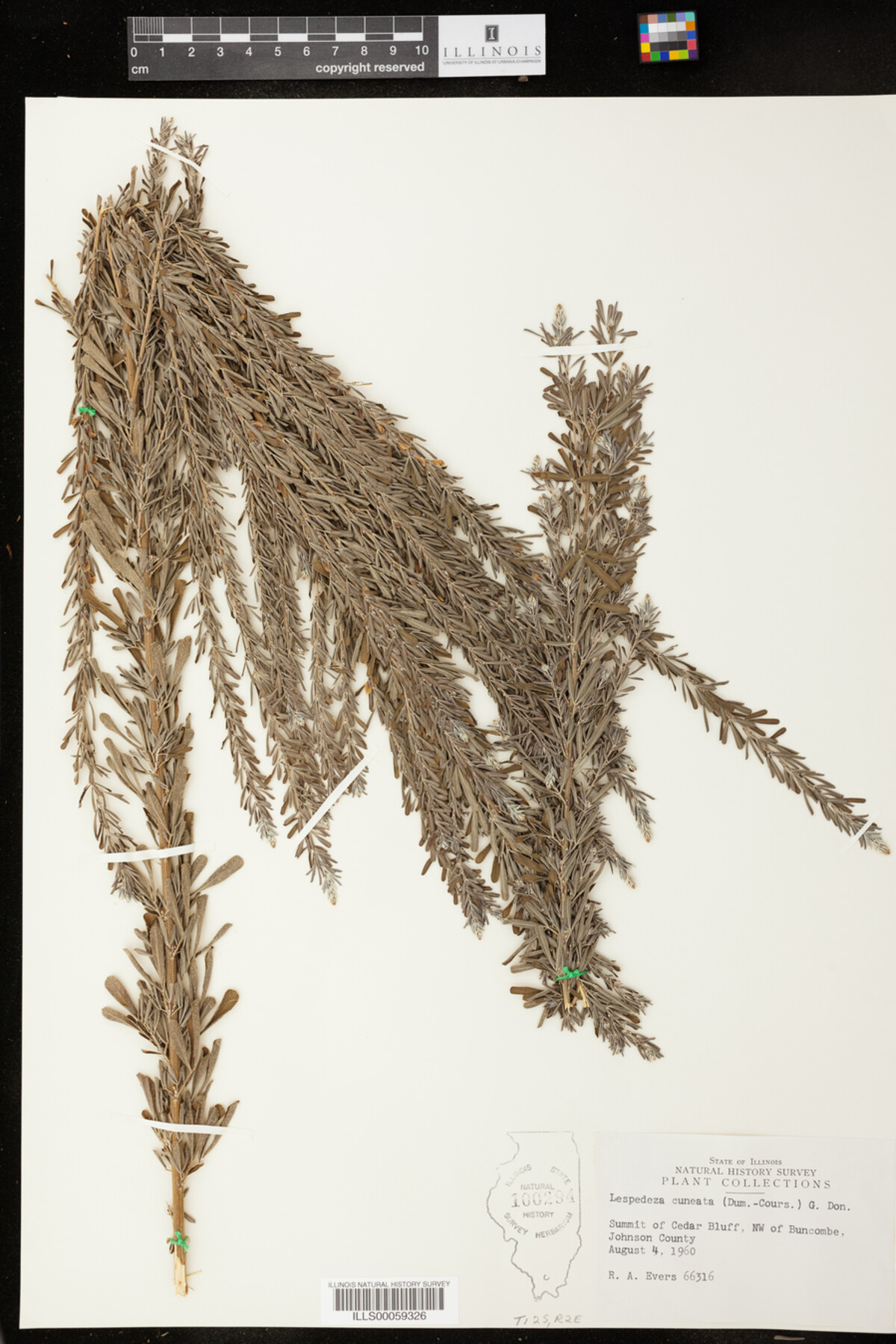 Lespedeza cuneata image