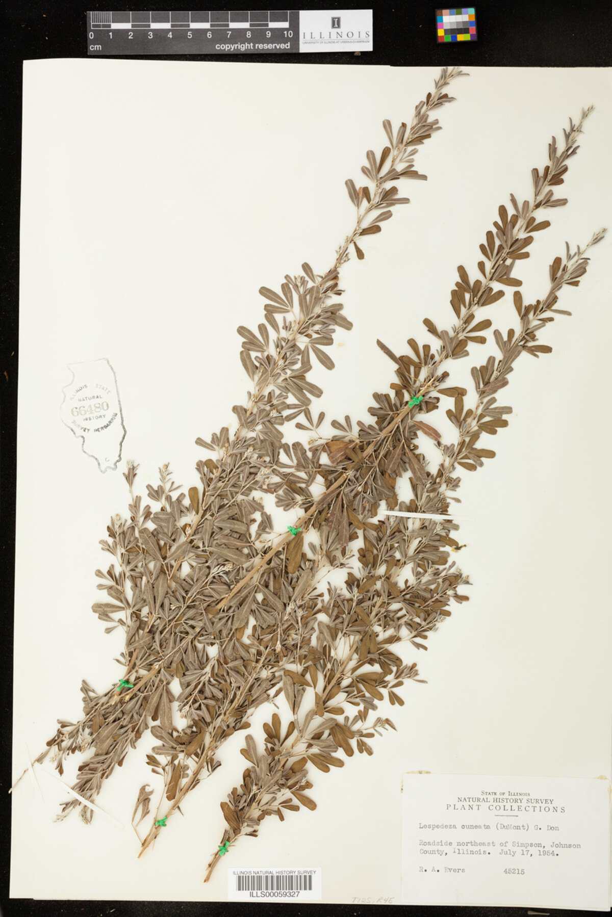 Lespedeza cuneata image