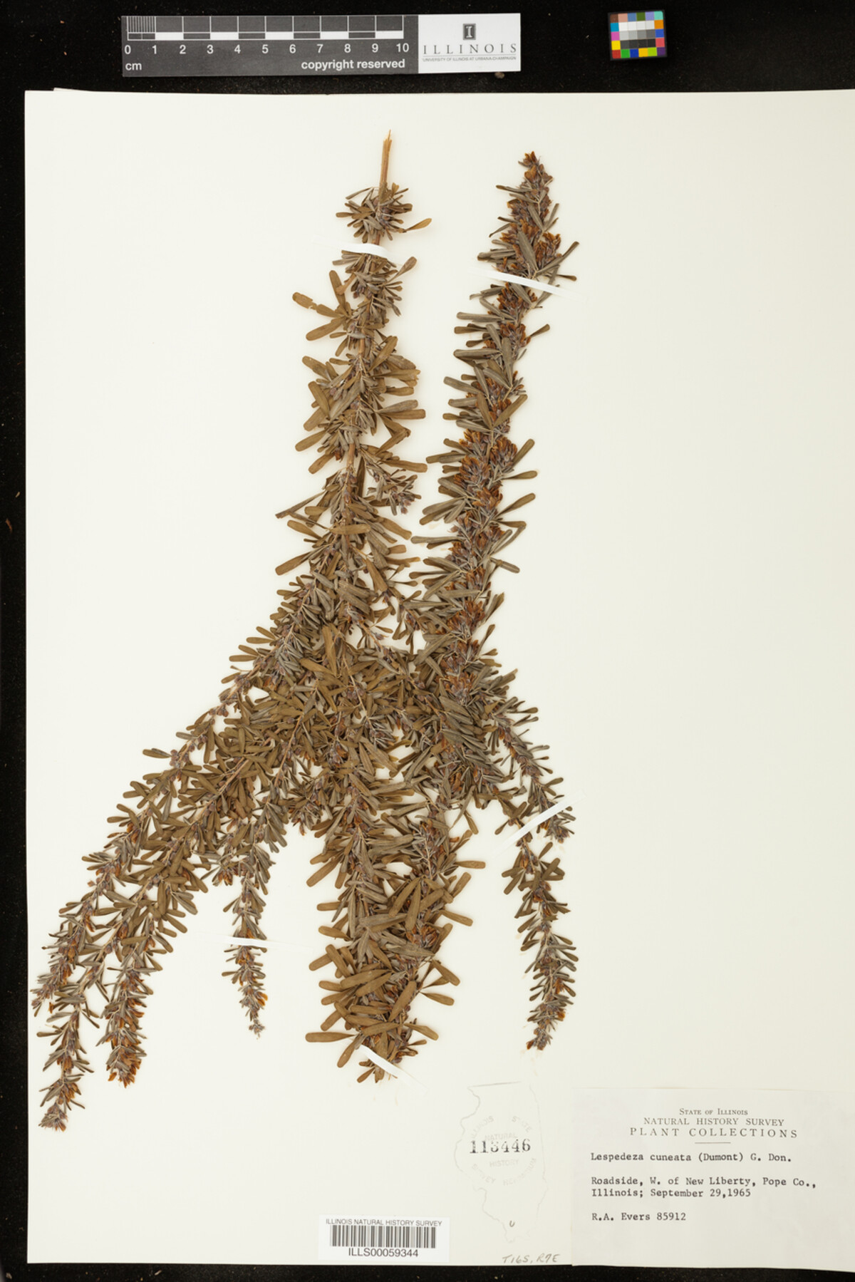 Lespedeza cuneata image