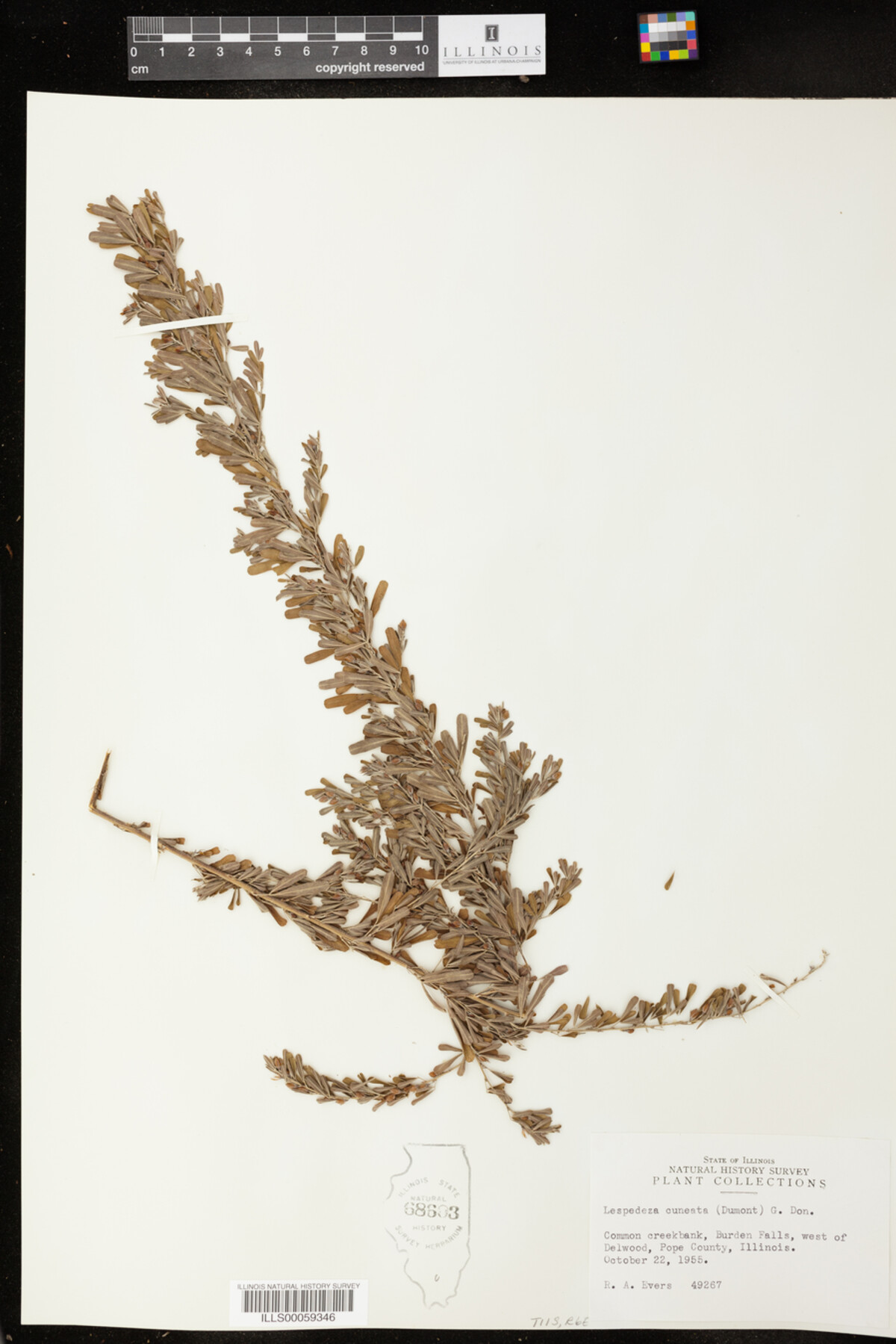 Lespedeza cuneata image
