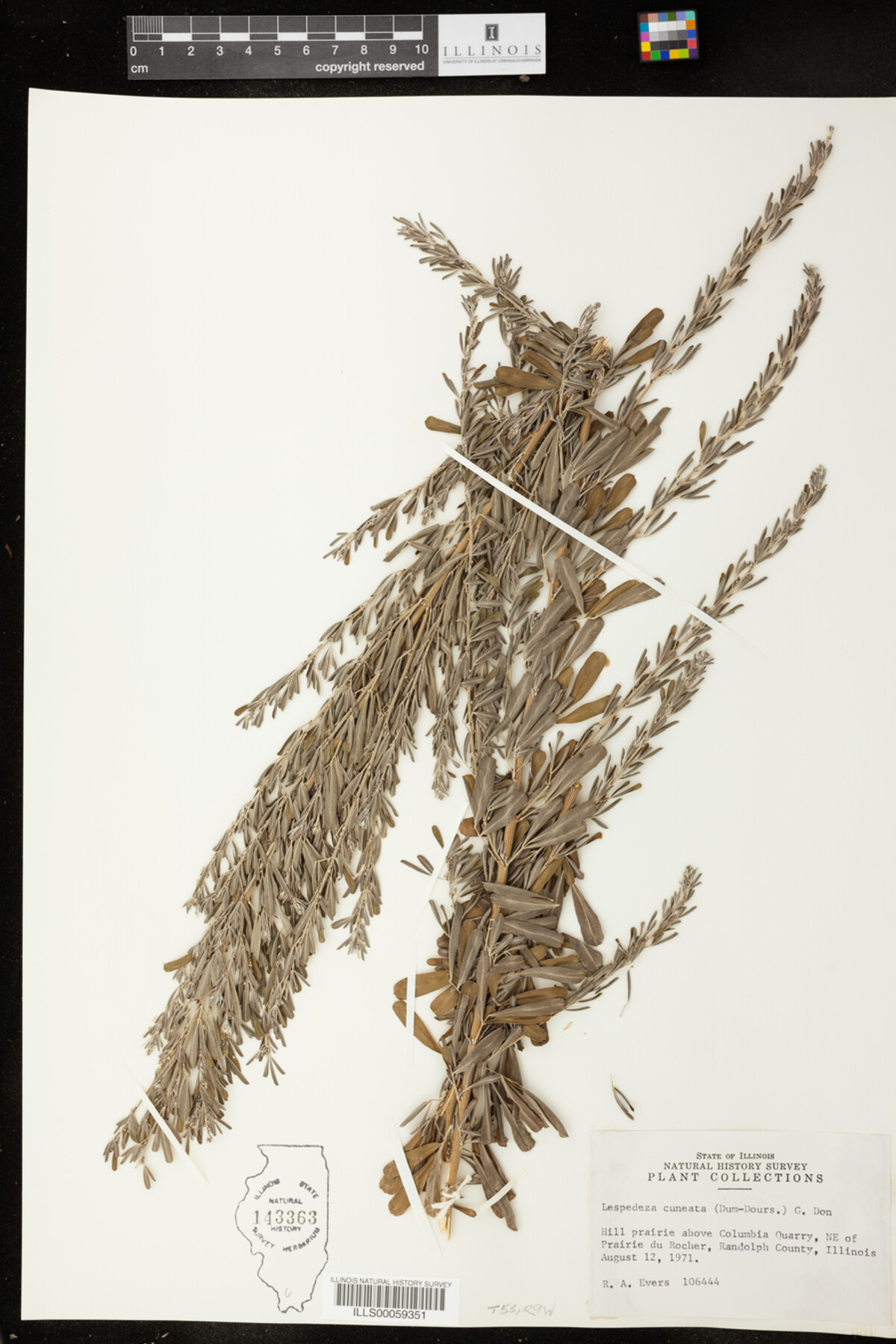 Lespedeza cuneata image