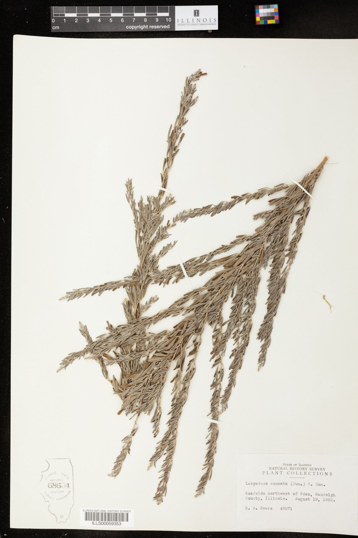 Lespedeza cuneata image