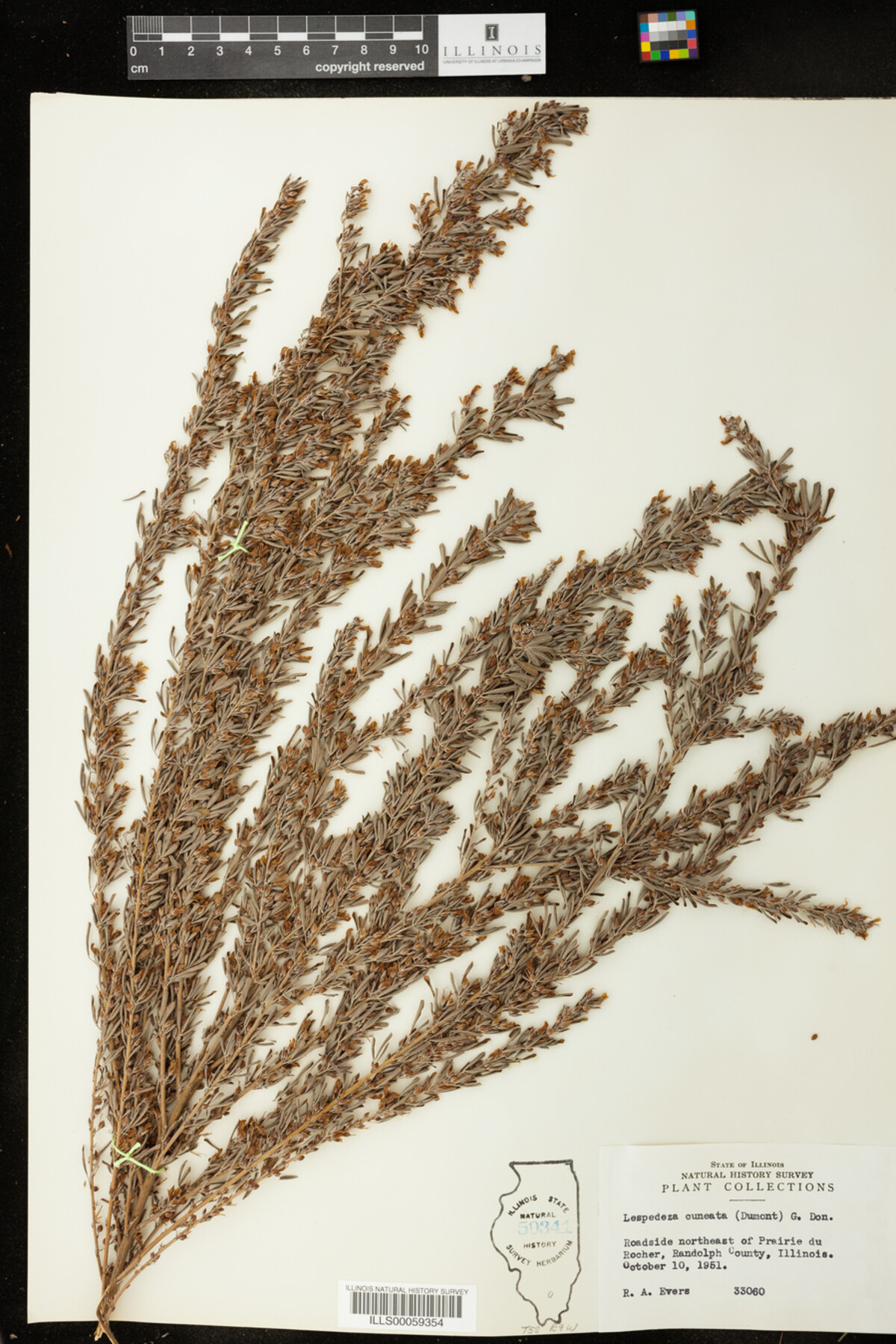 Lespedeza cuneata image