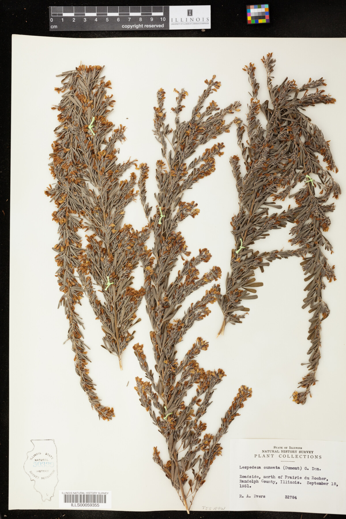 Lespedeza cuneata image