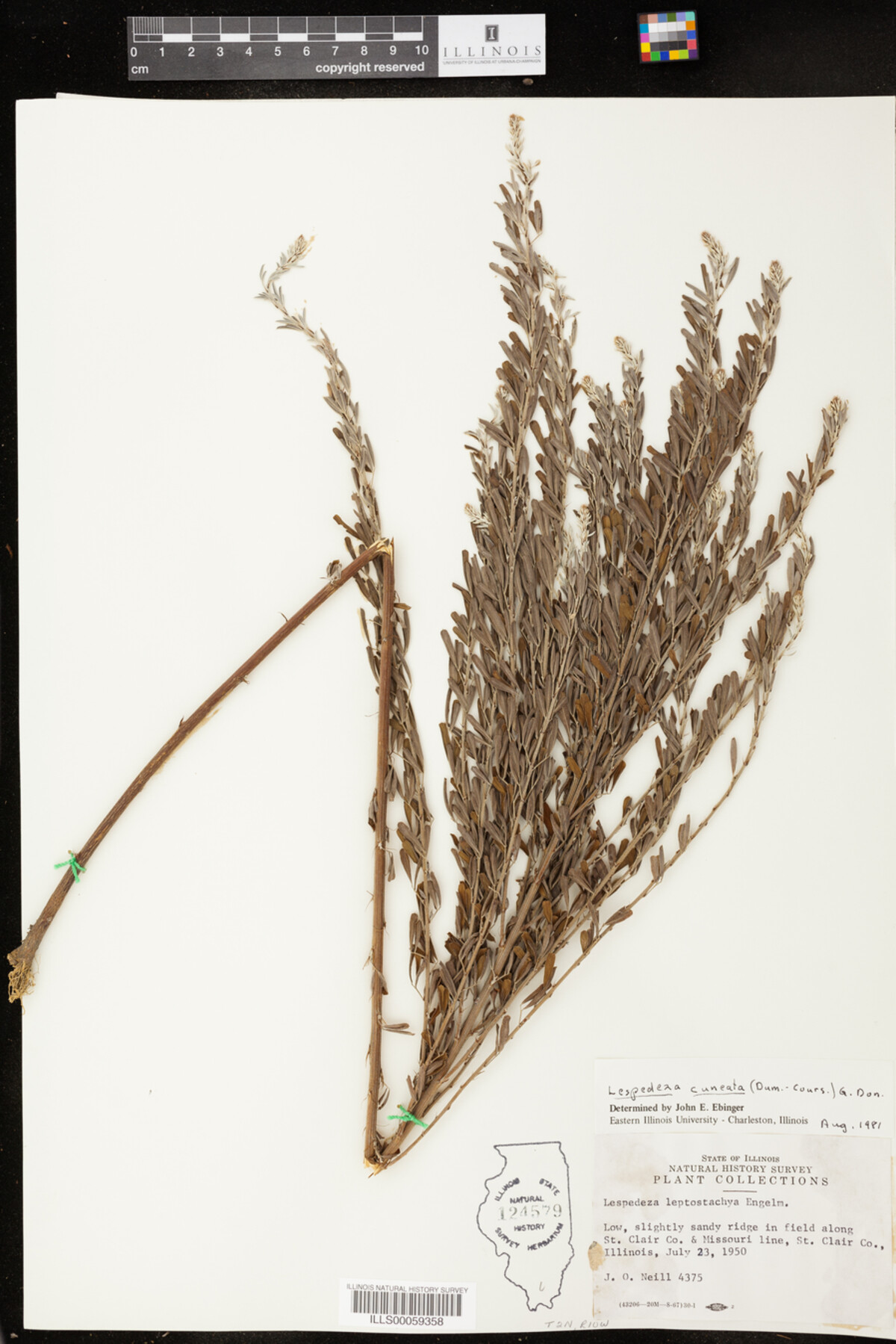 Lespedeza cuneata image