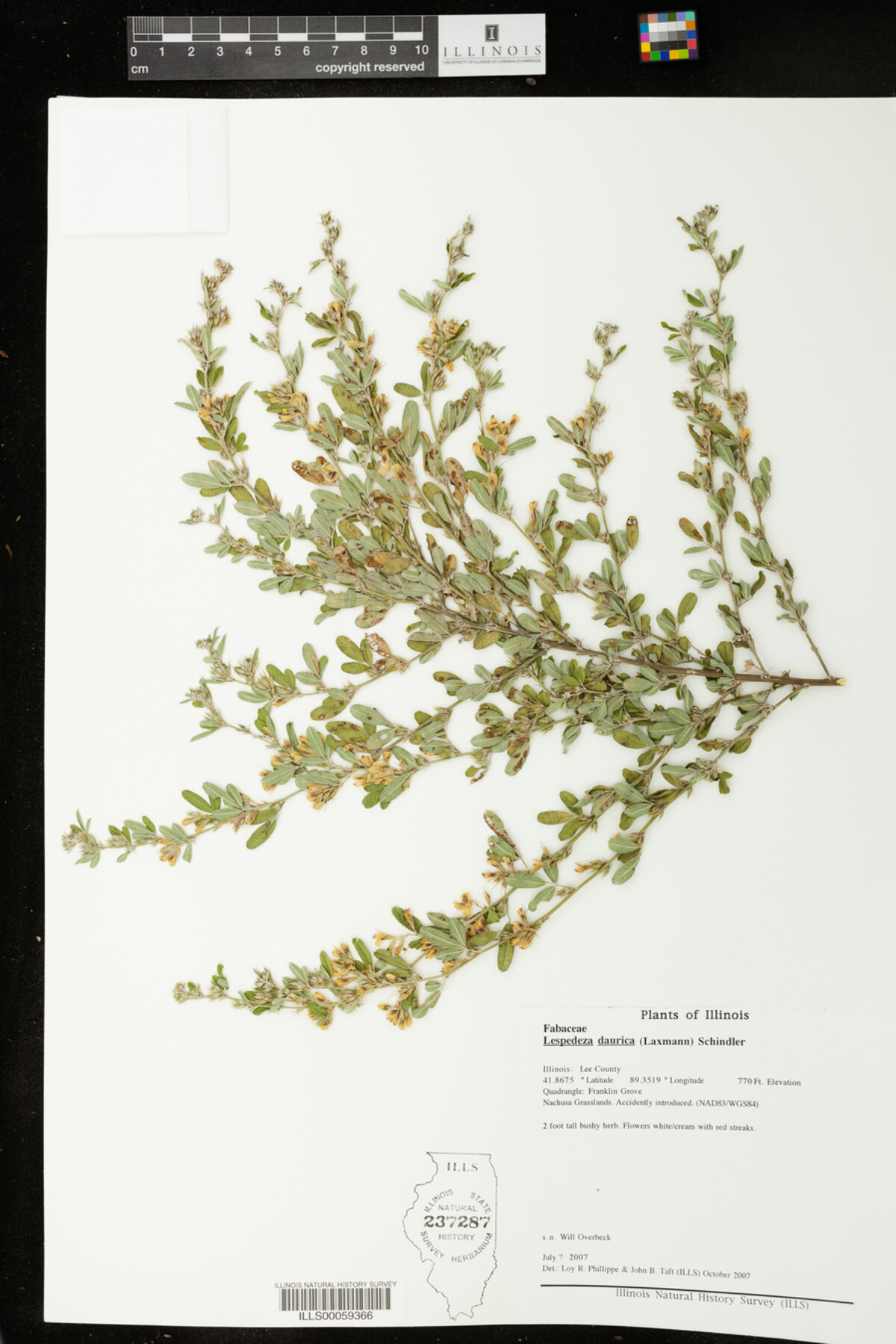 Lespedeza daurica image