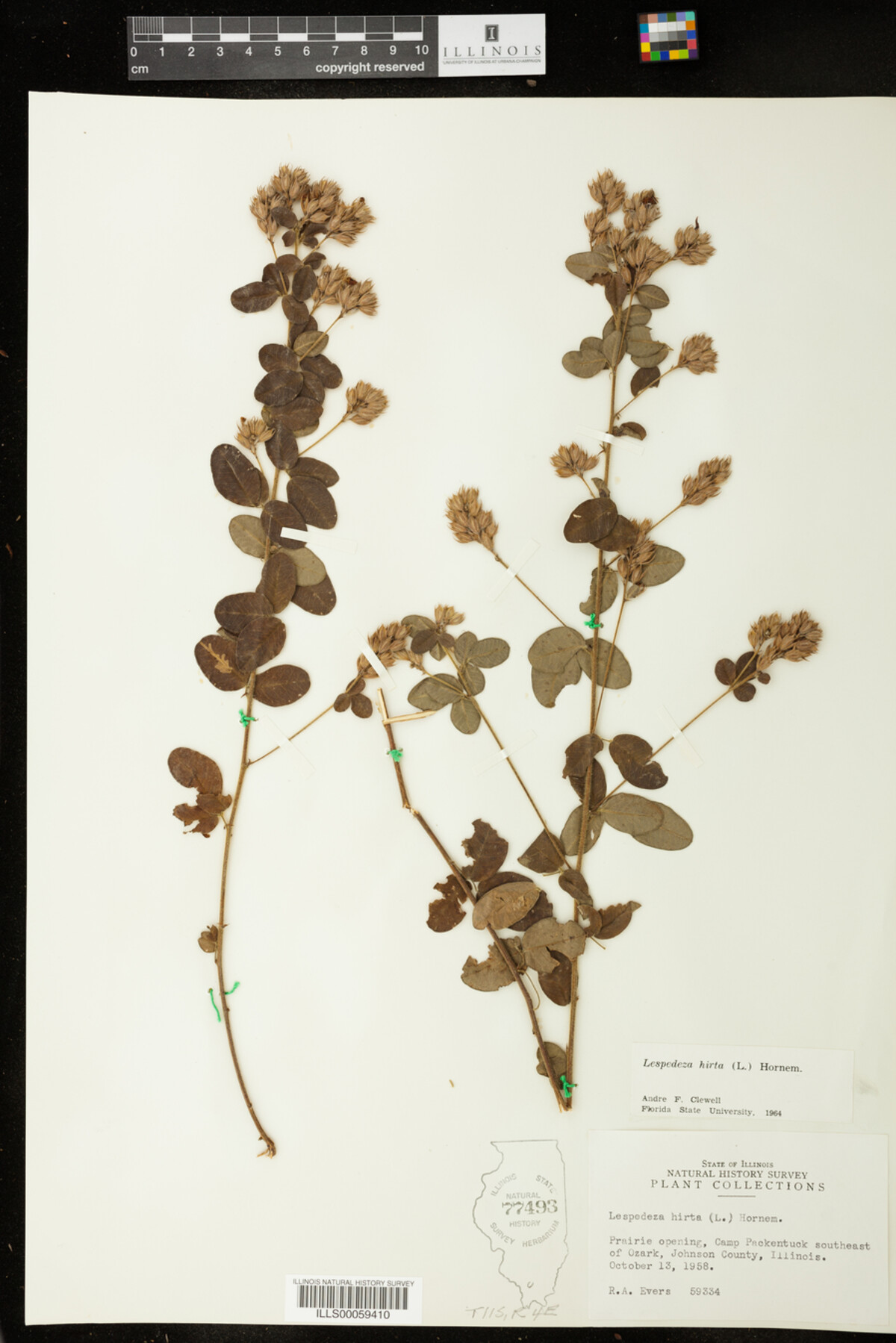 Lespedeza hirta image
