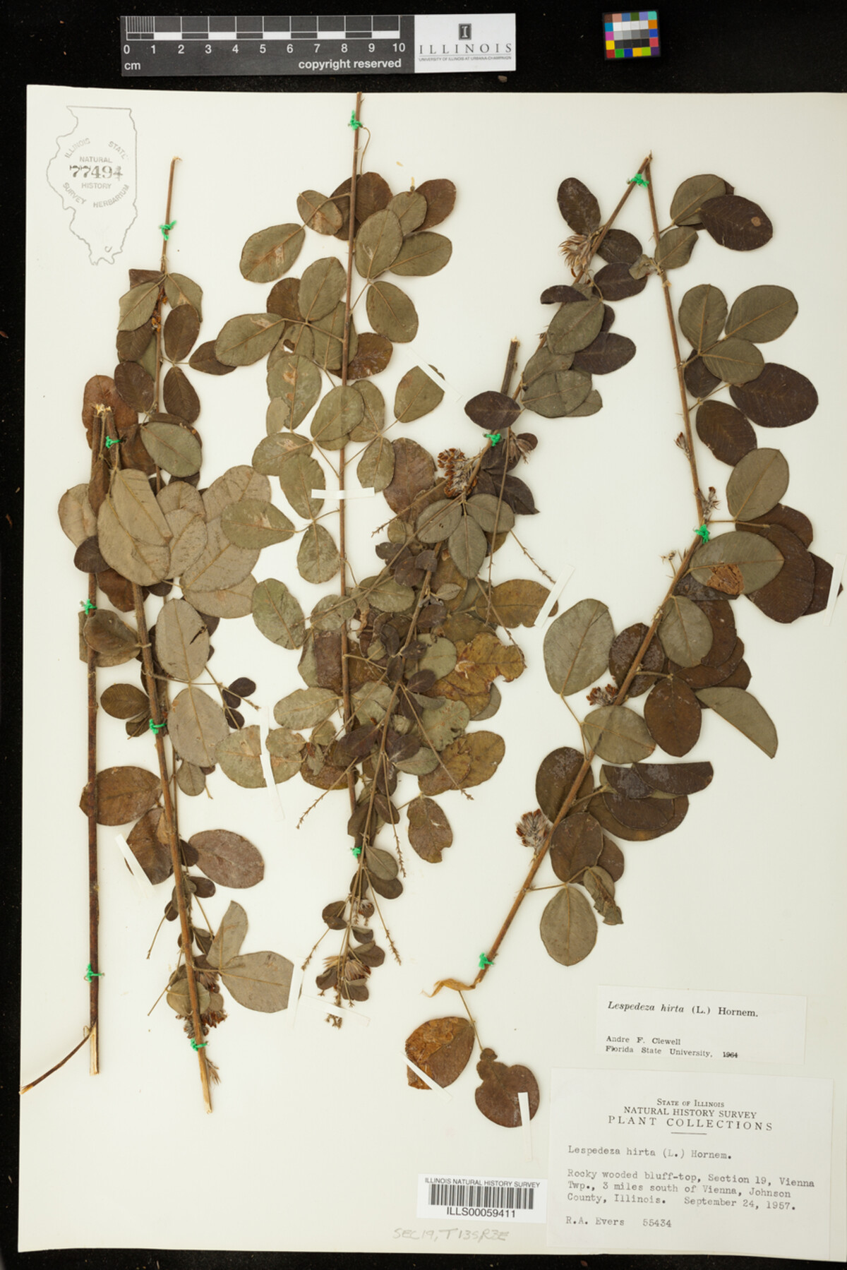 Lespedeza hirta image