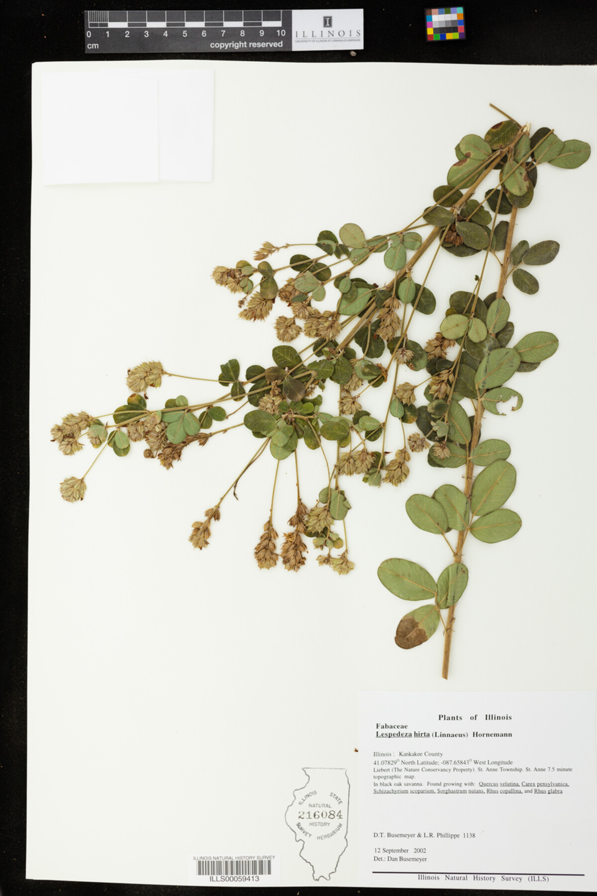 Lespedeza hirta image