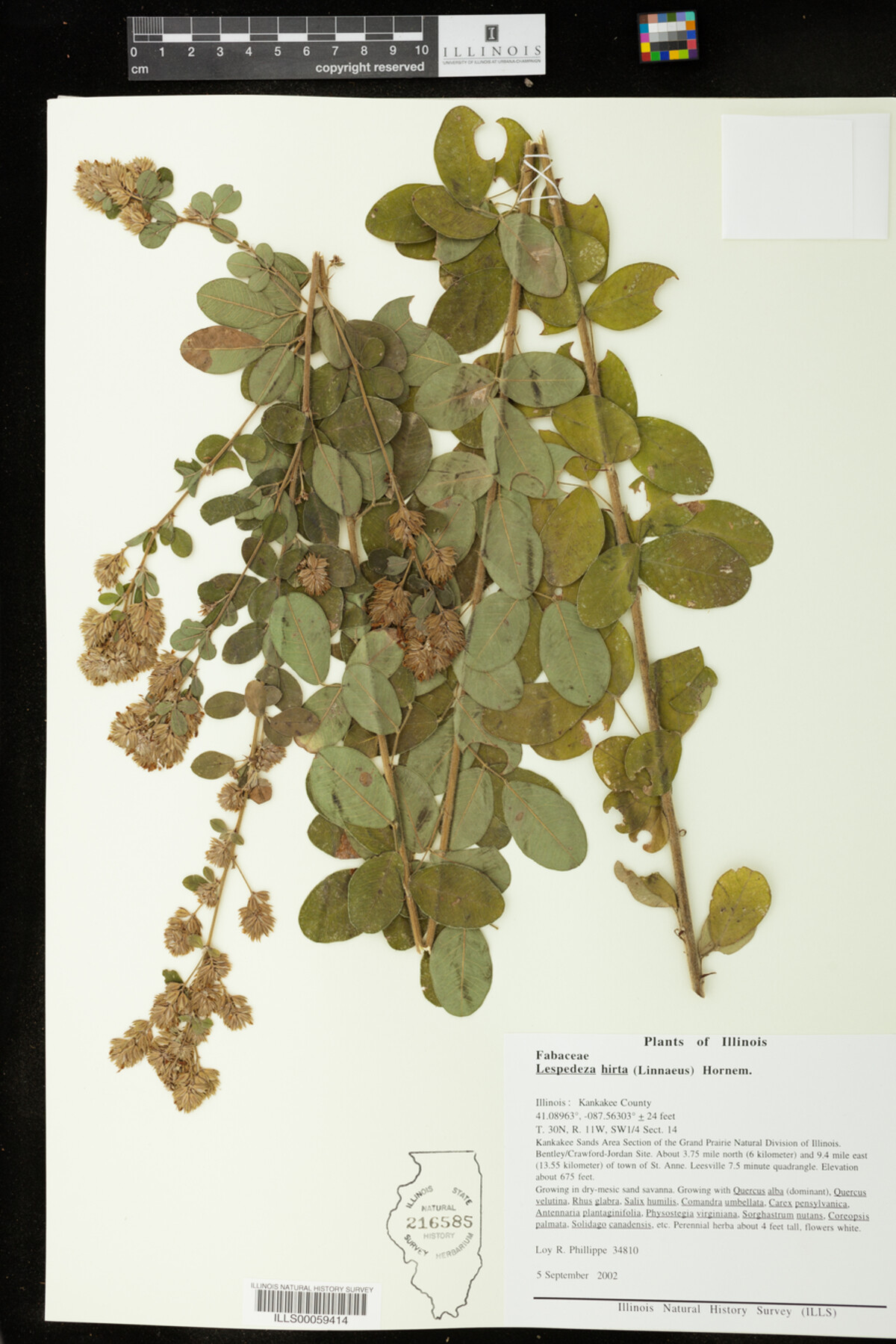 Lespedeza hirta image