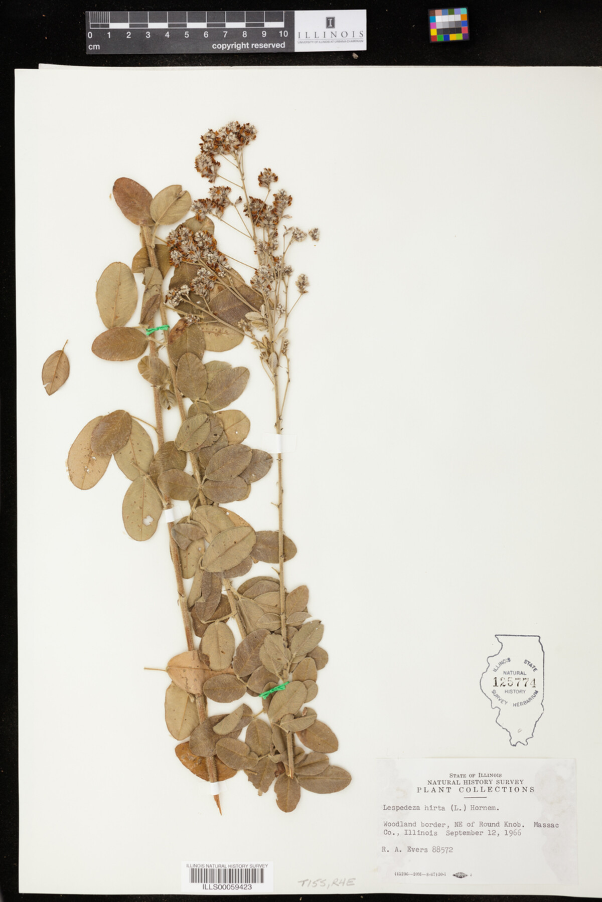 Lespedeza hirta image