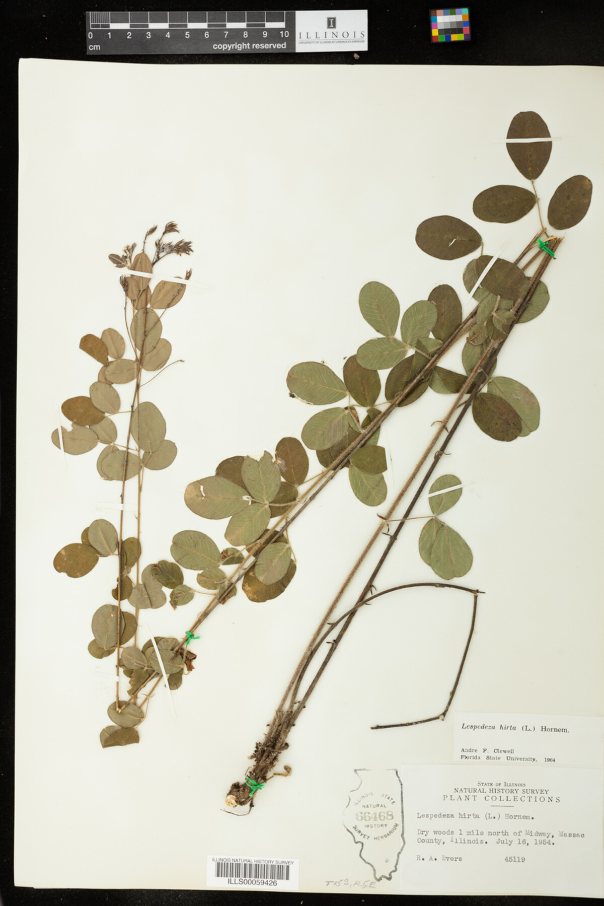 Lespedeza hirta image