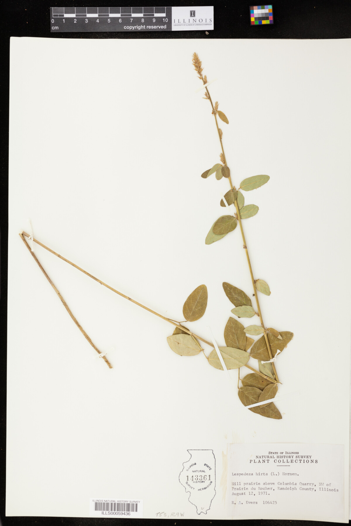 Lespedeza hirta image