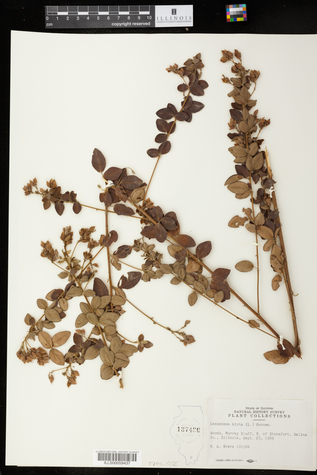 Lespedeza hirta image