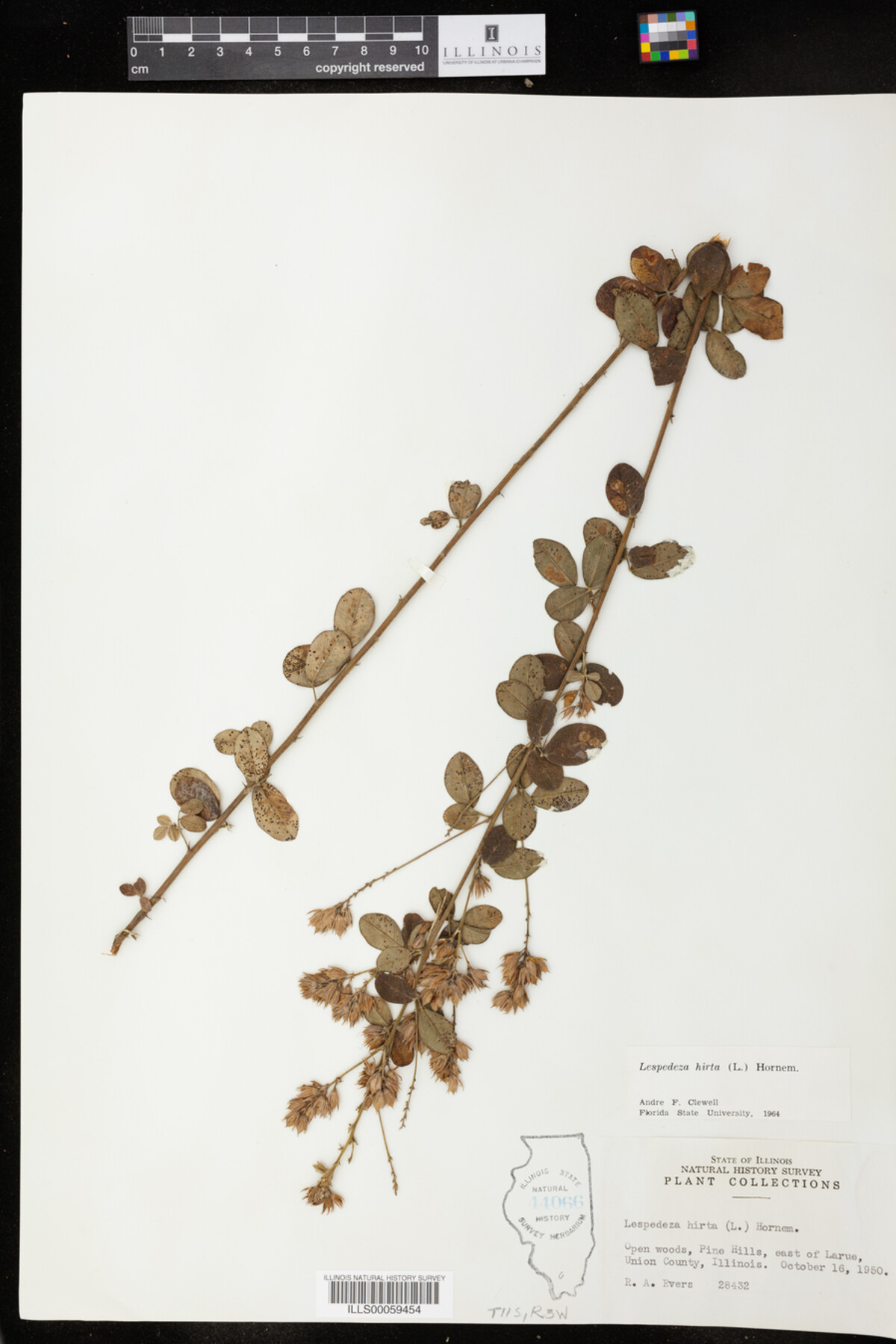 Lespedeza hirta image