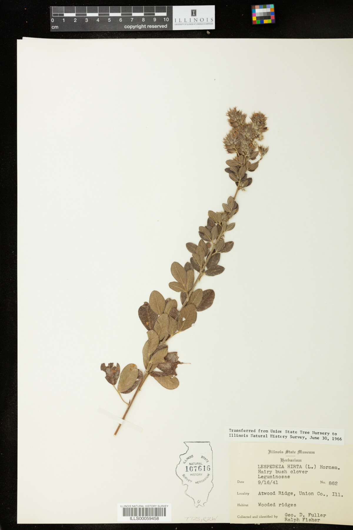 Lespedeza hirta image