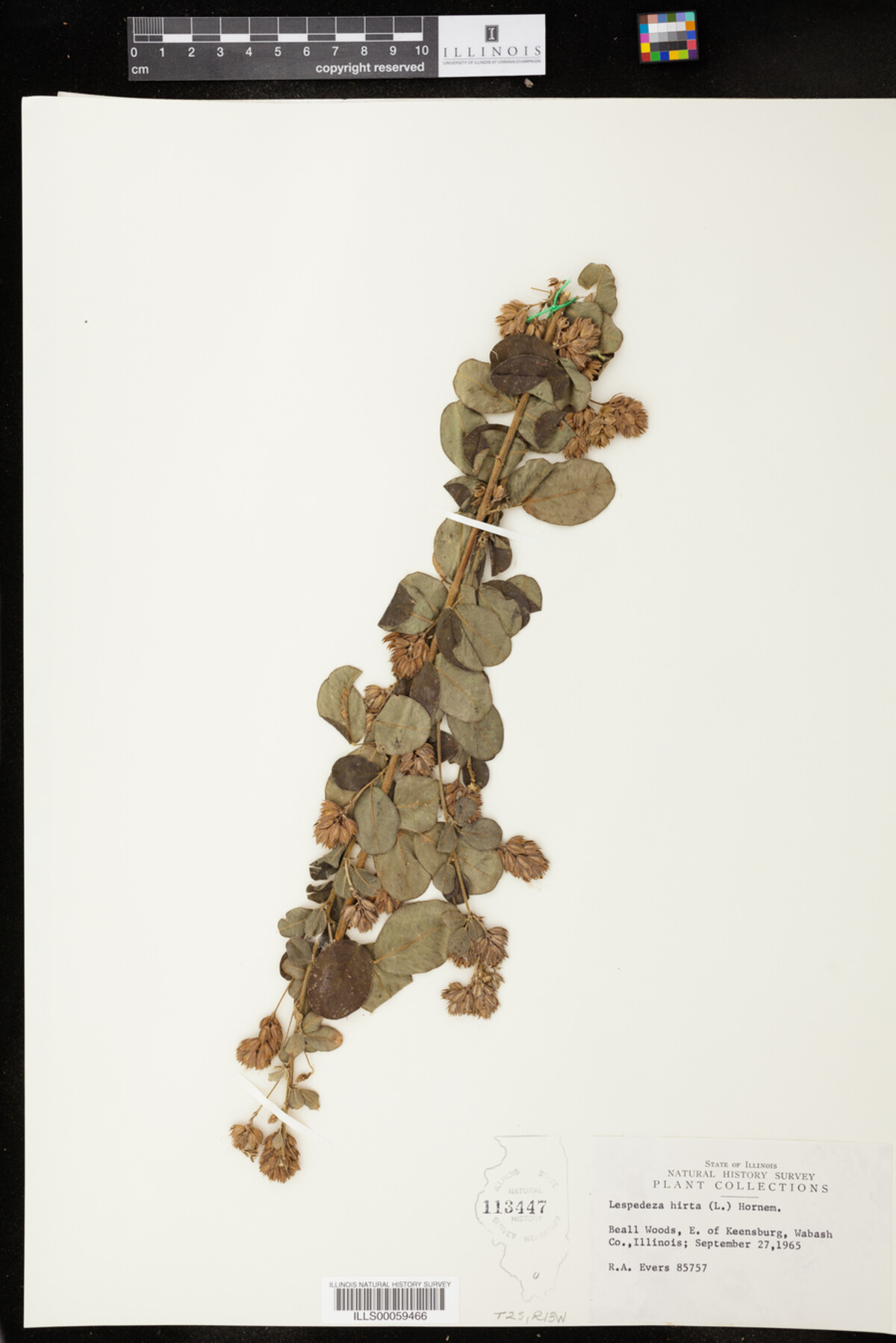 Lespedeza hirta image