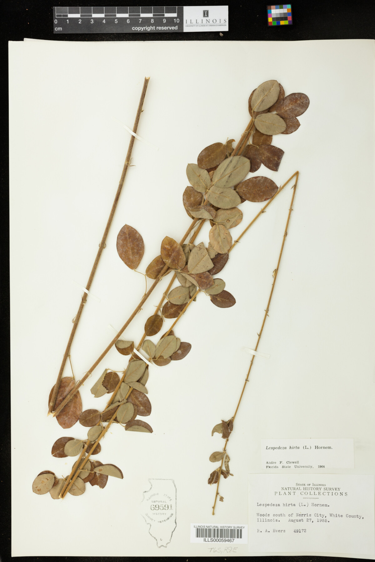 Lespedeza image