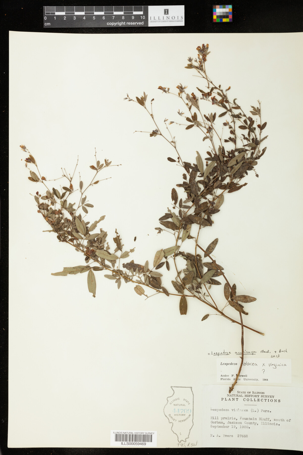 Lespedeza X acuticarpa image