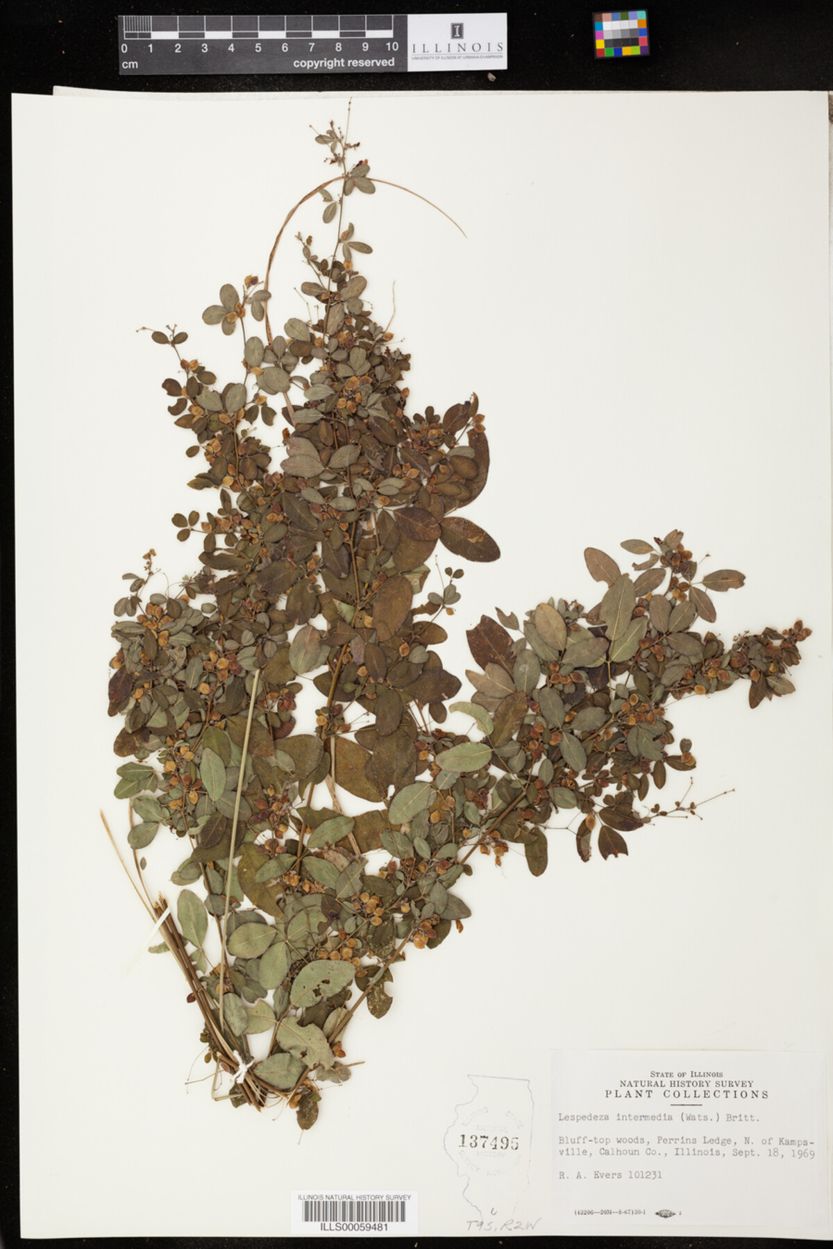 Lespedeza intermedia image