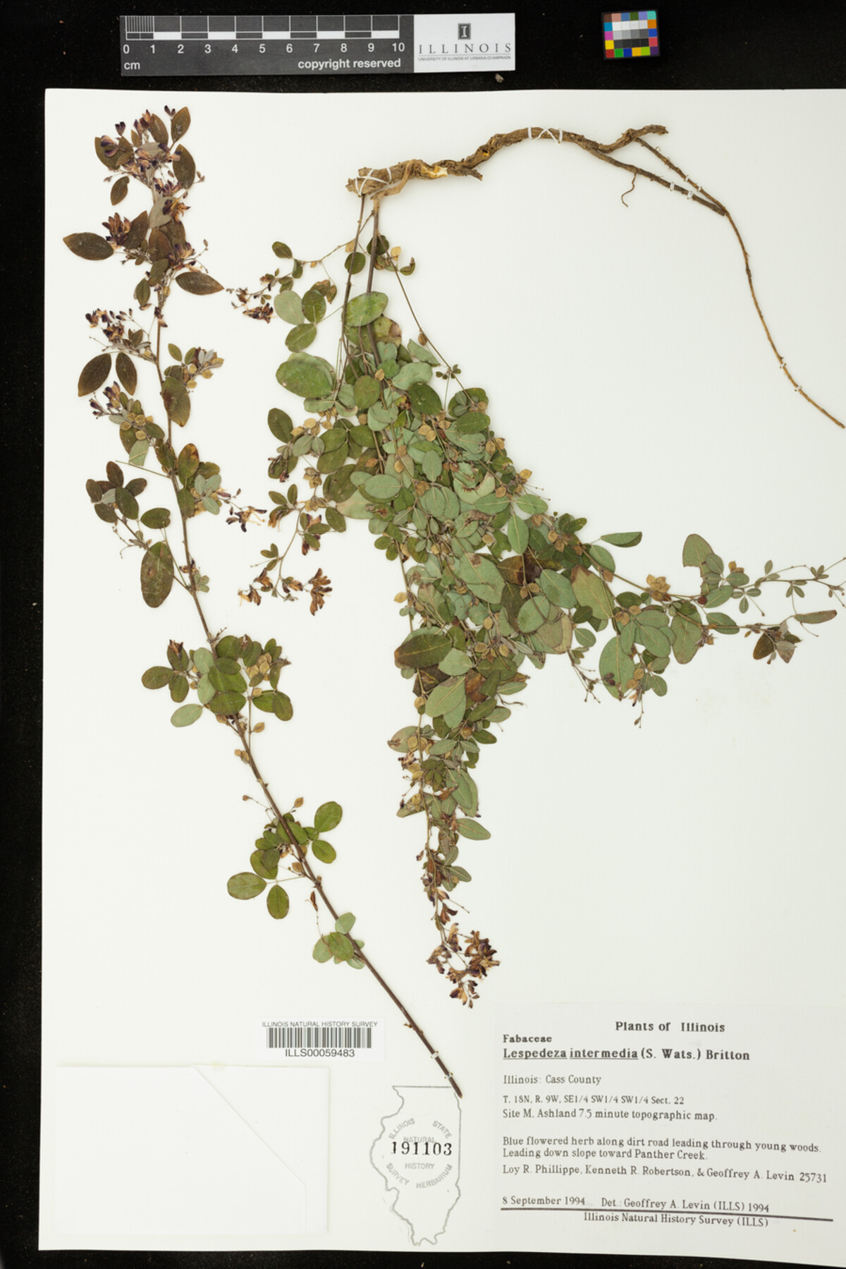 Lespedeza intermedia image
