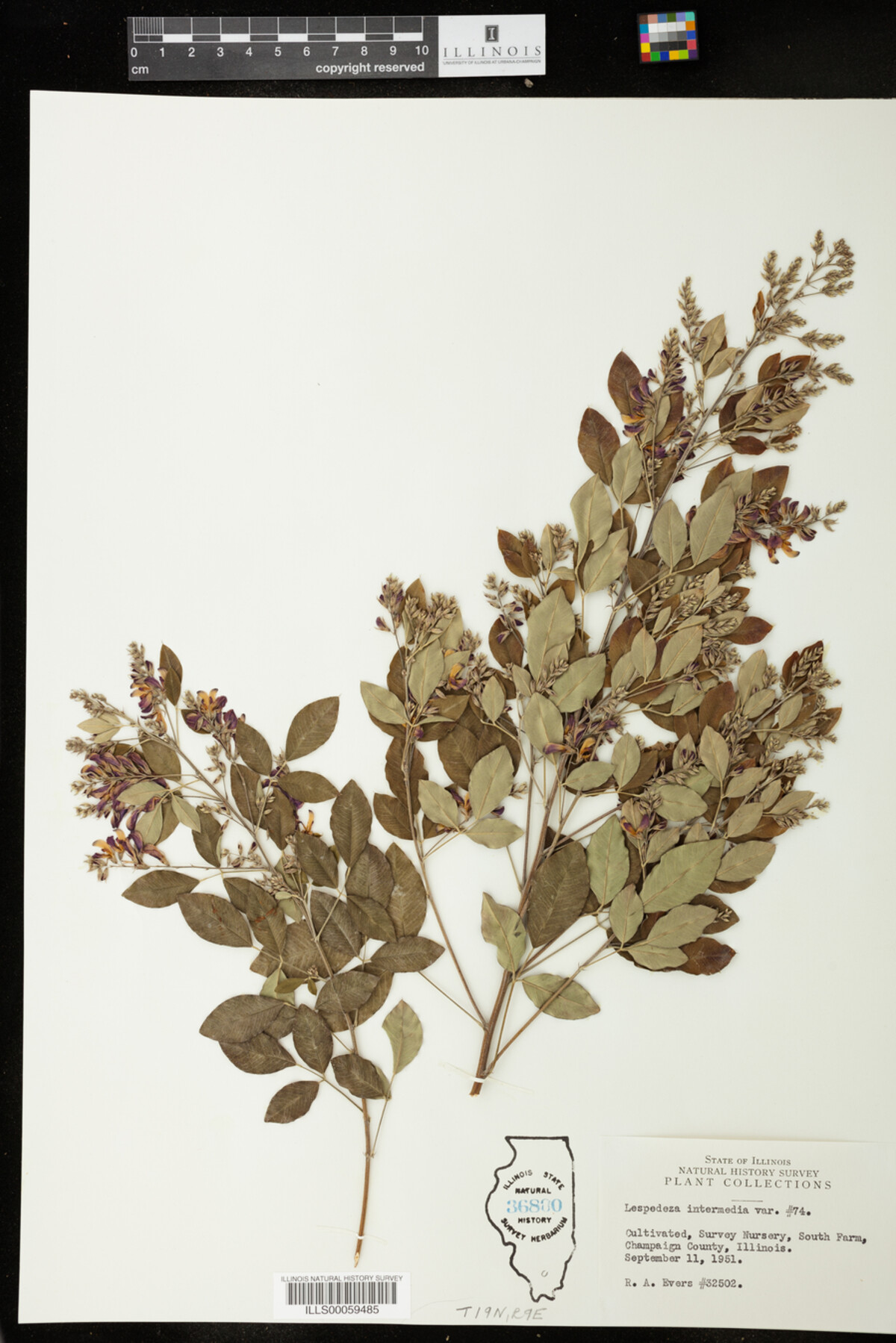 Lespedeza intermedia image