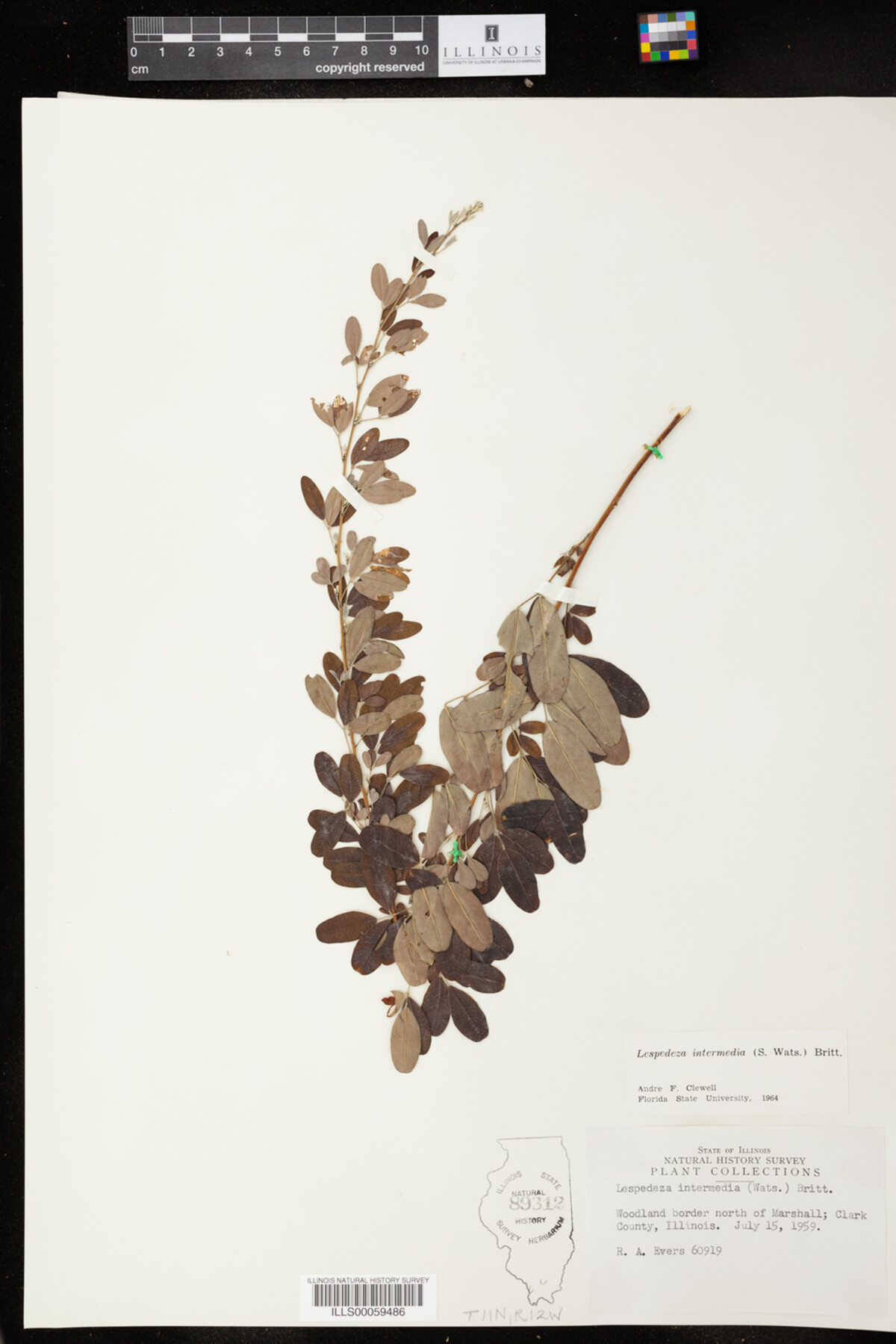 Lespedeza intermedia image