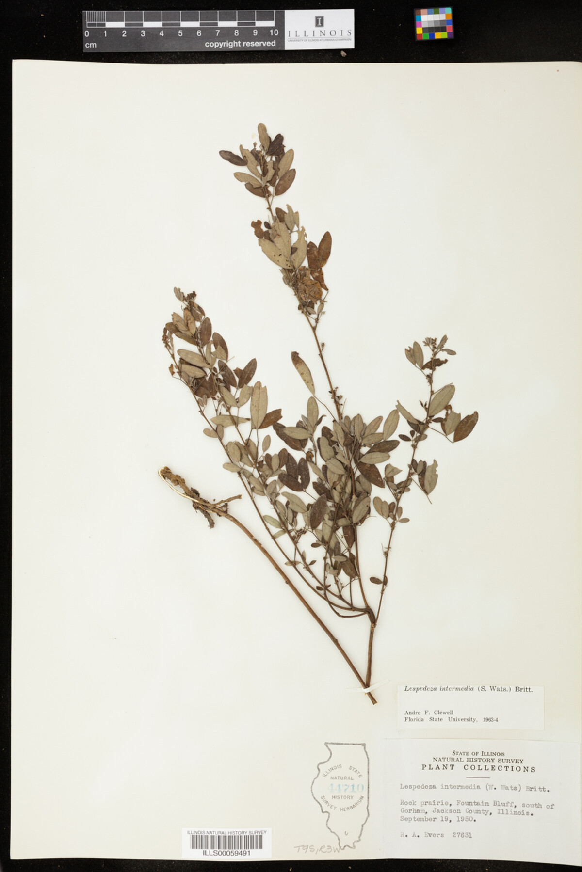 Lespedeza intermedia image