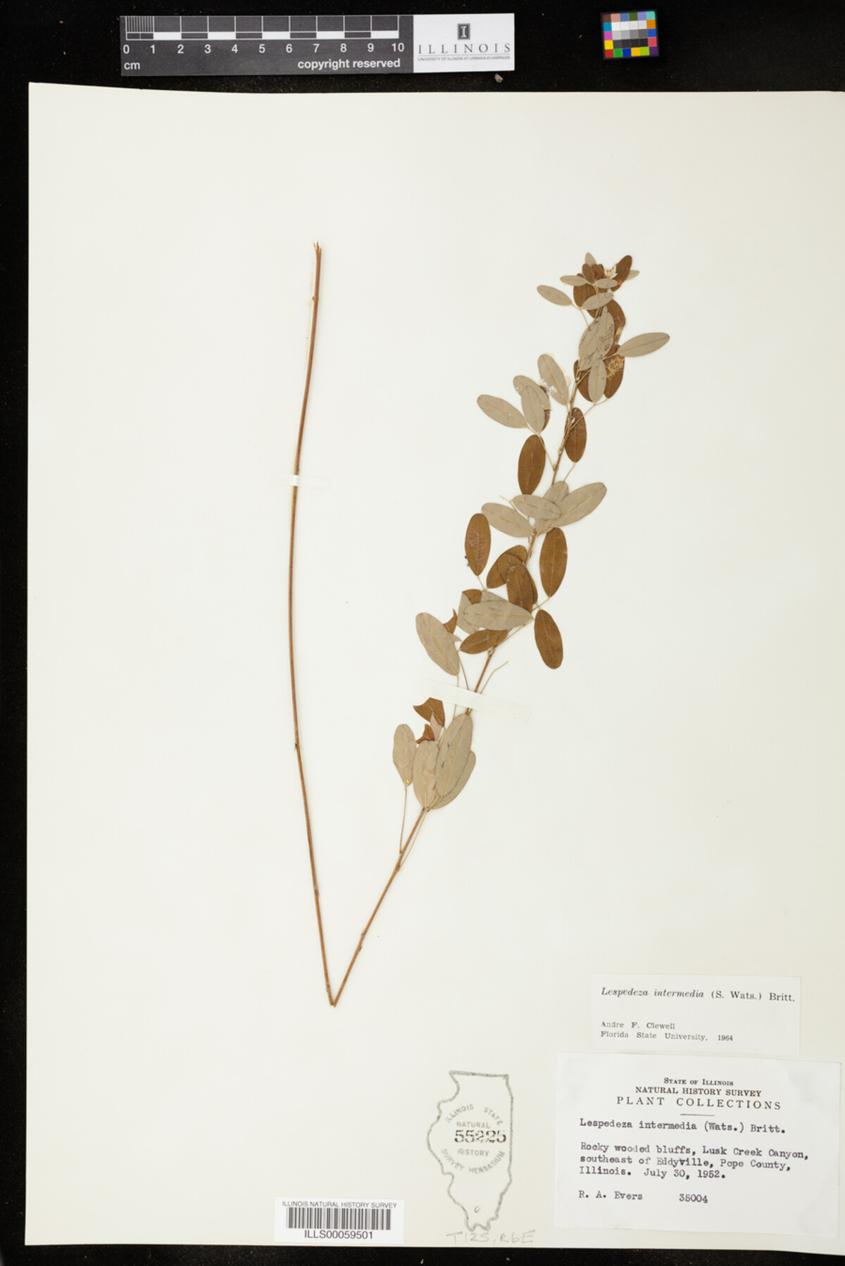 Lespedeza intermedia image