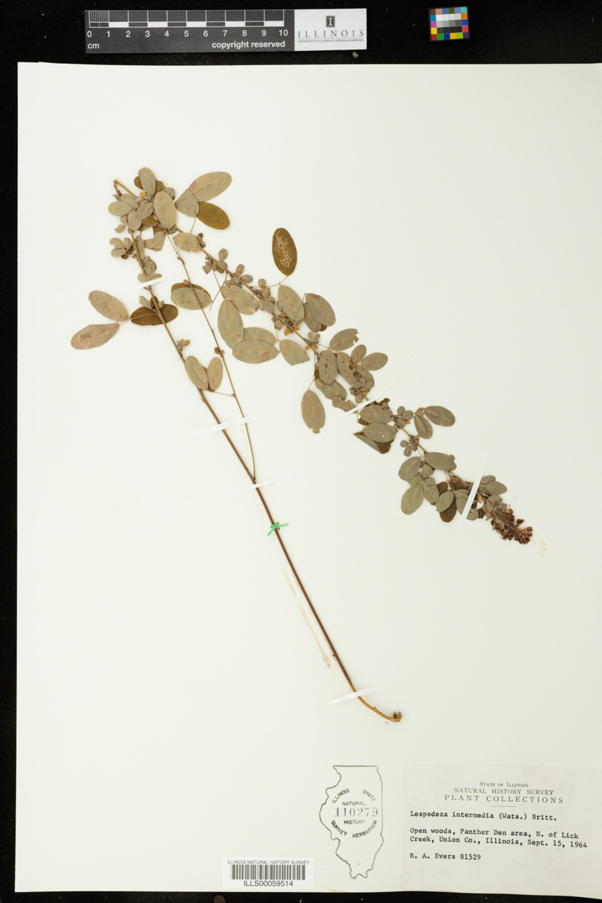 Lespedeza intermedia image