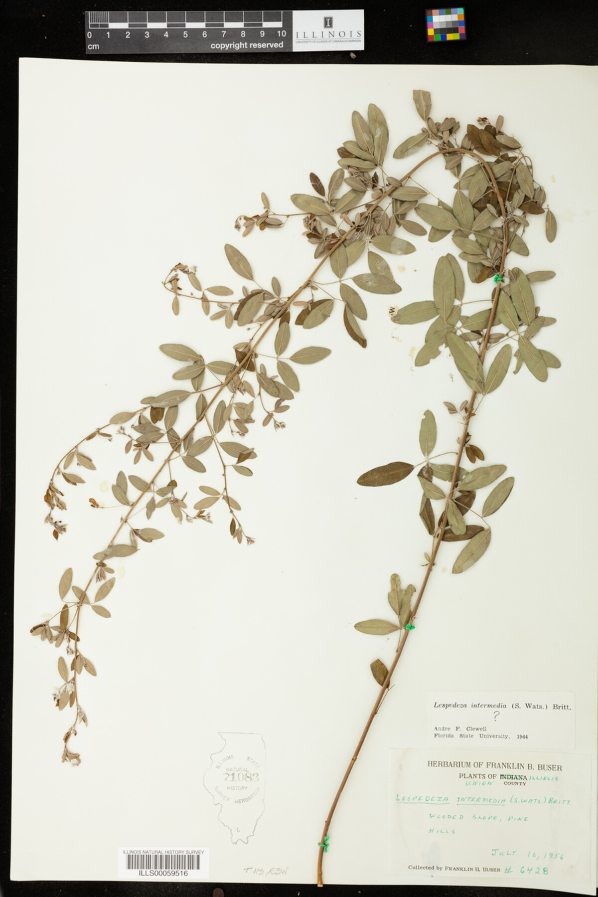 Lespedeza intermedia image