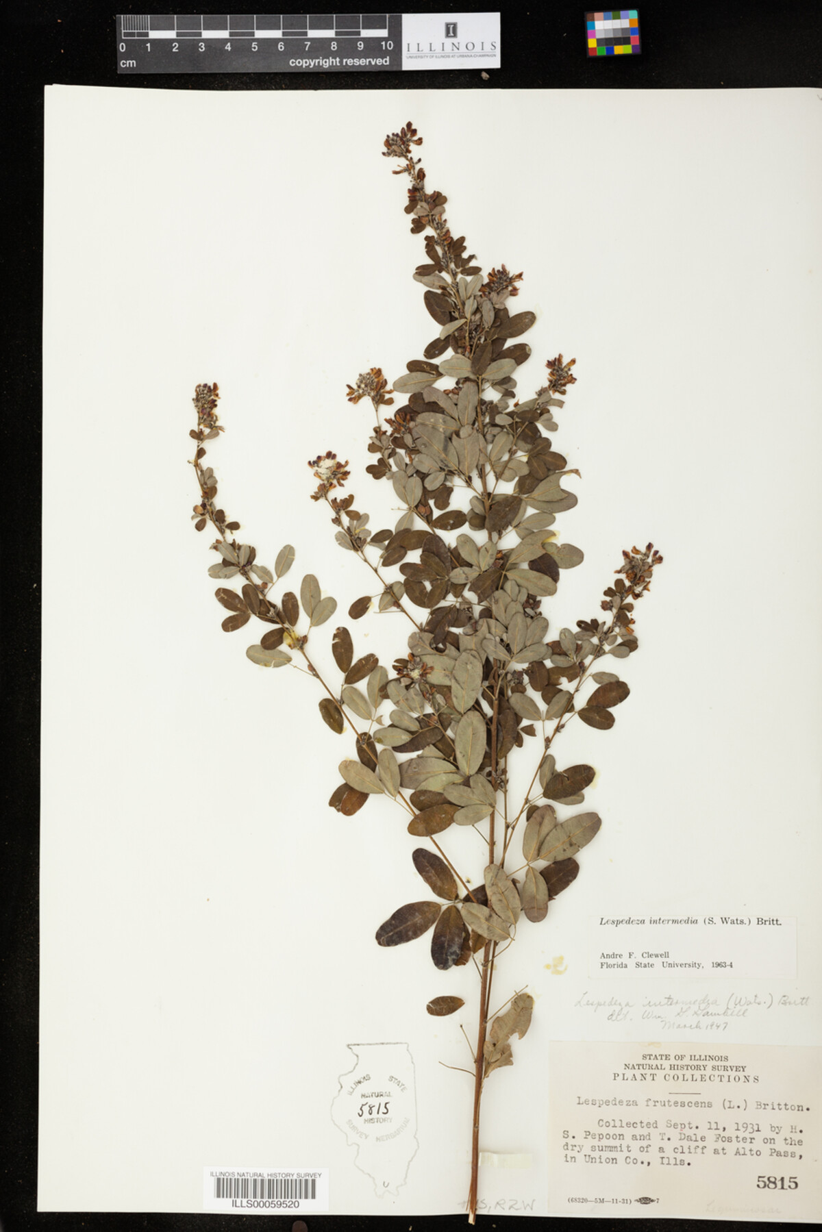 Lespedeza intermedia image