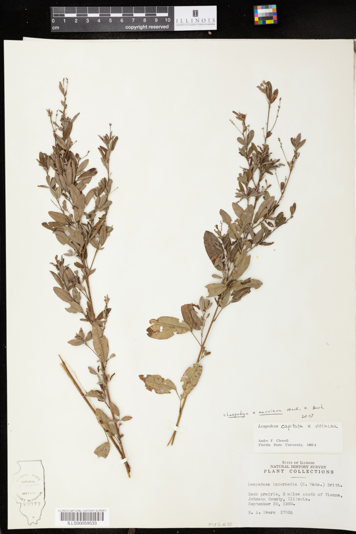 Lespedeza X manniana image