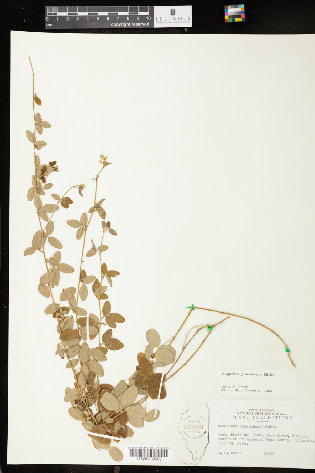 Lespedeza procumbens image